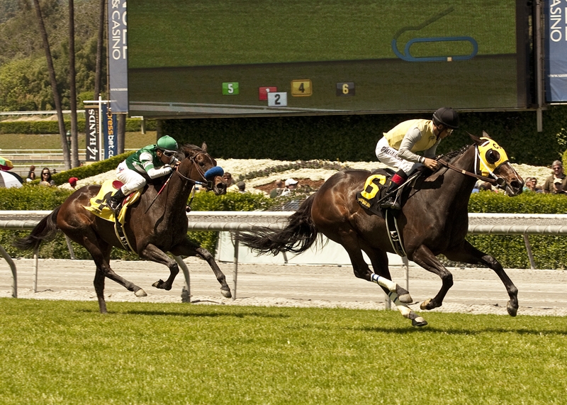Lady of Shamrock