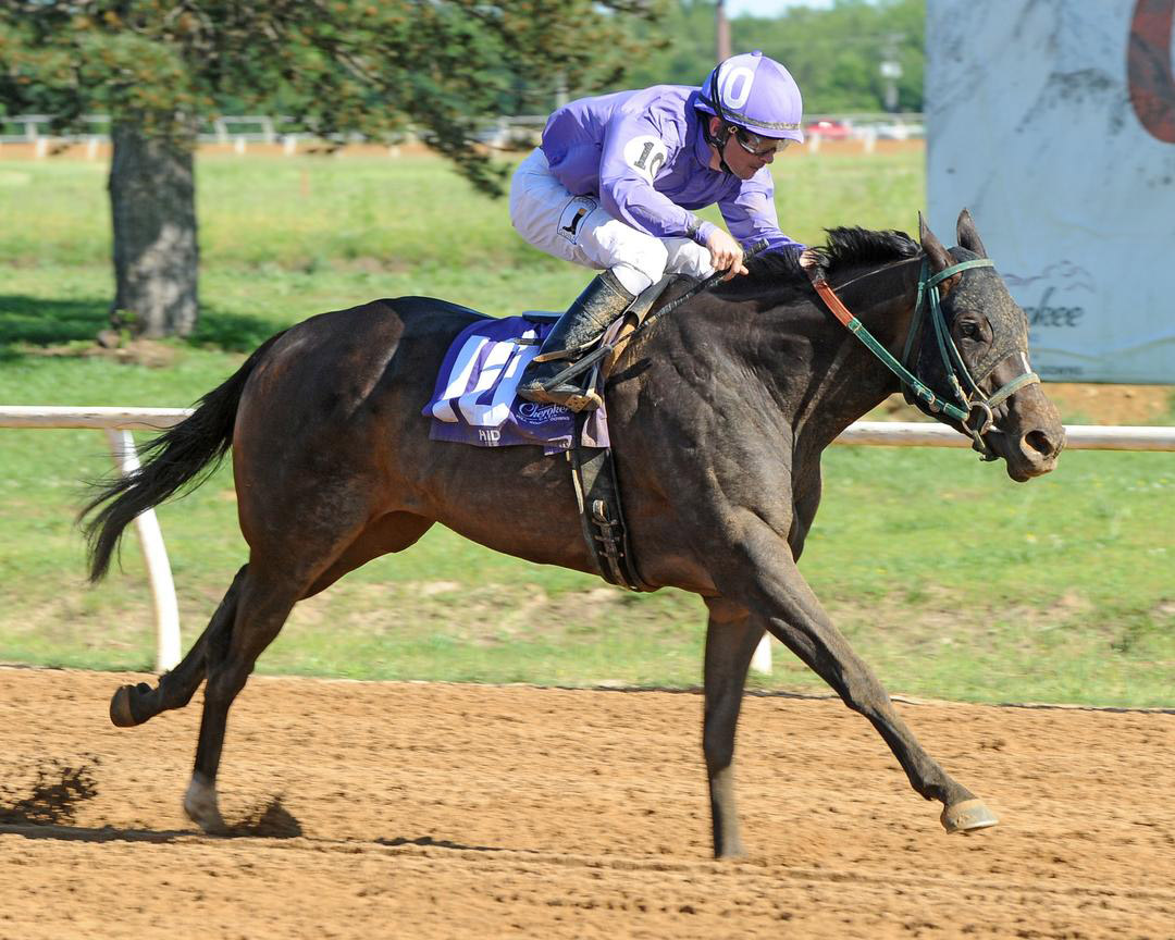 Lady Orchid wins the 2020 More Than Even Stakes at Will Rogers Downs