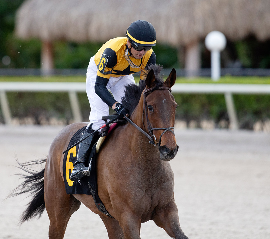 Lady Traveler finishes second in the 2021 Forward Gal Stakes at Gulfstream