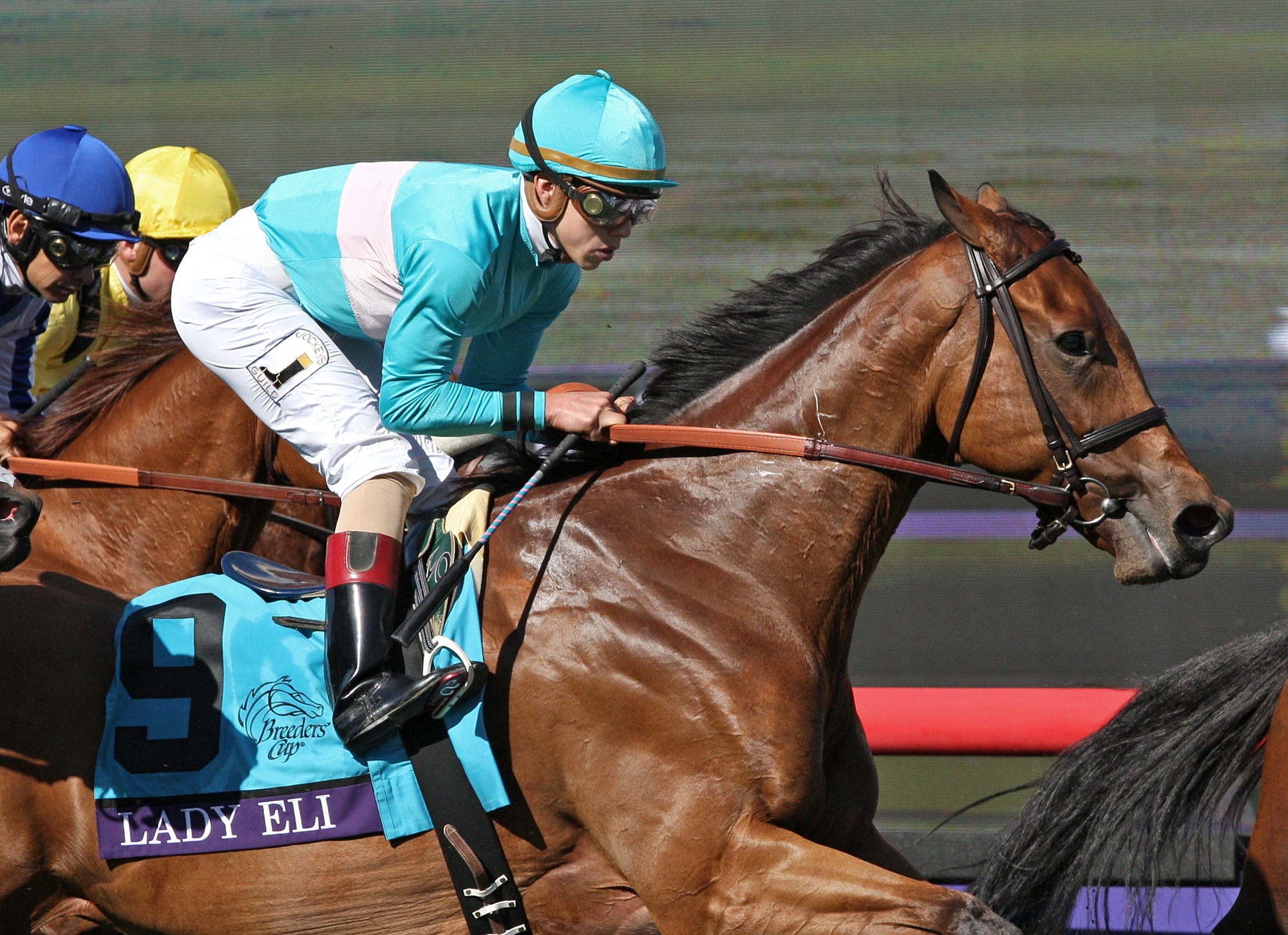 Lady Eli out of Keeneland November Sale