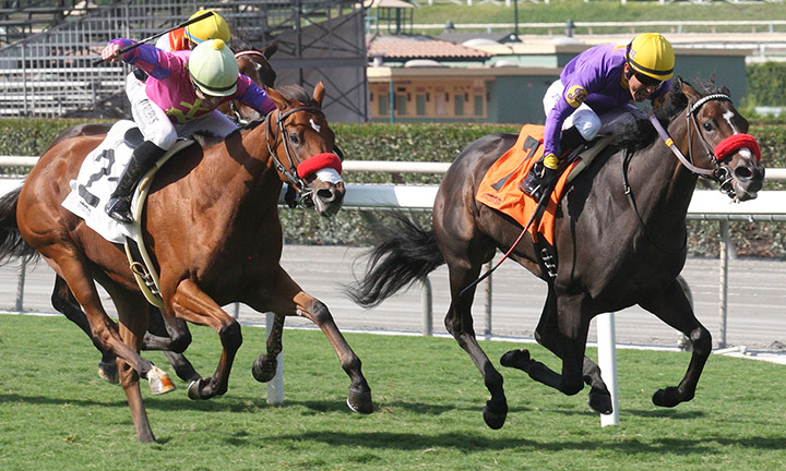 Lady Prancealot finishes second in the Surfer Girl Stakes