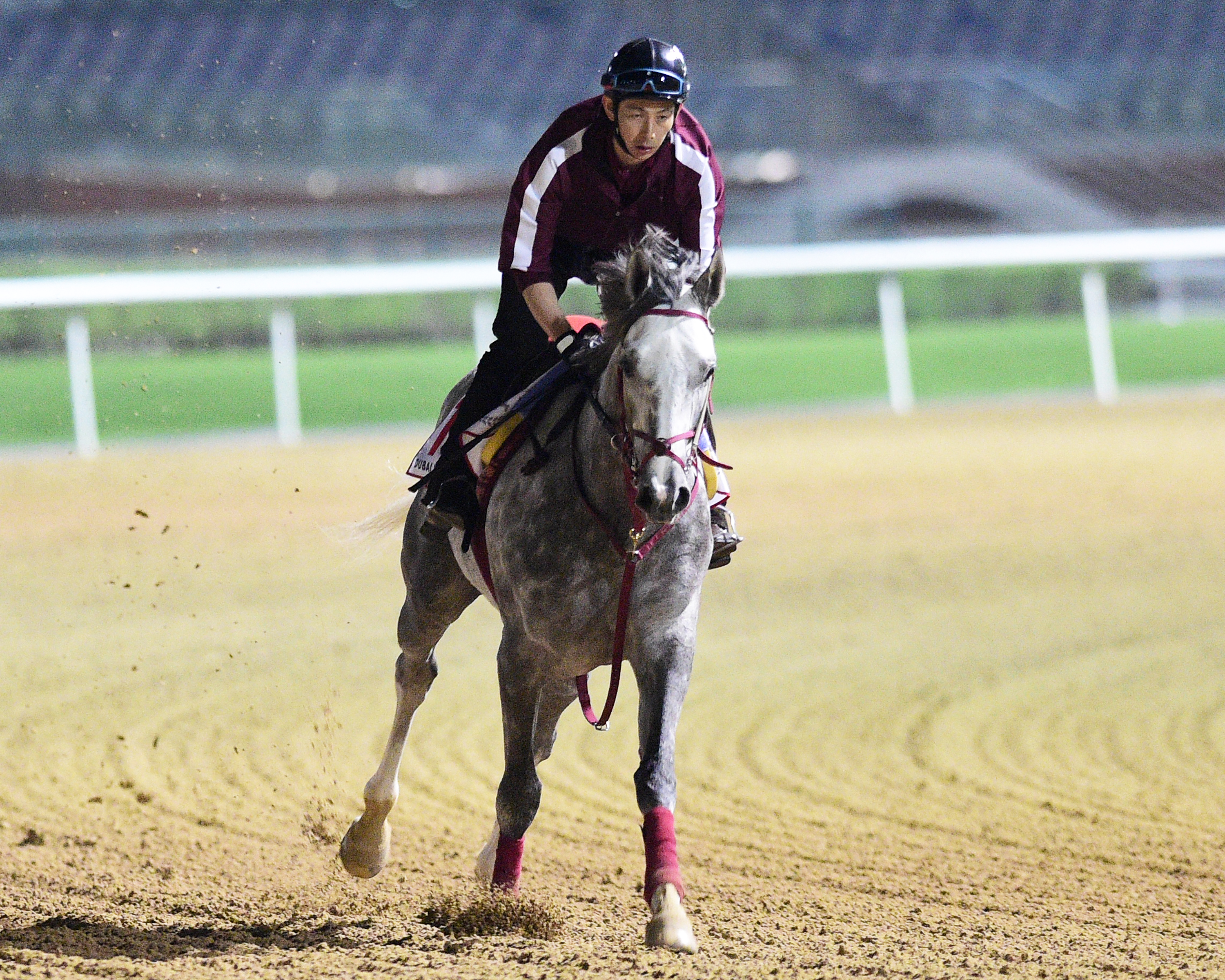 Lani trains at Meydan on March 20