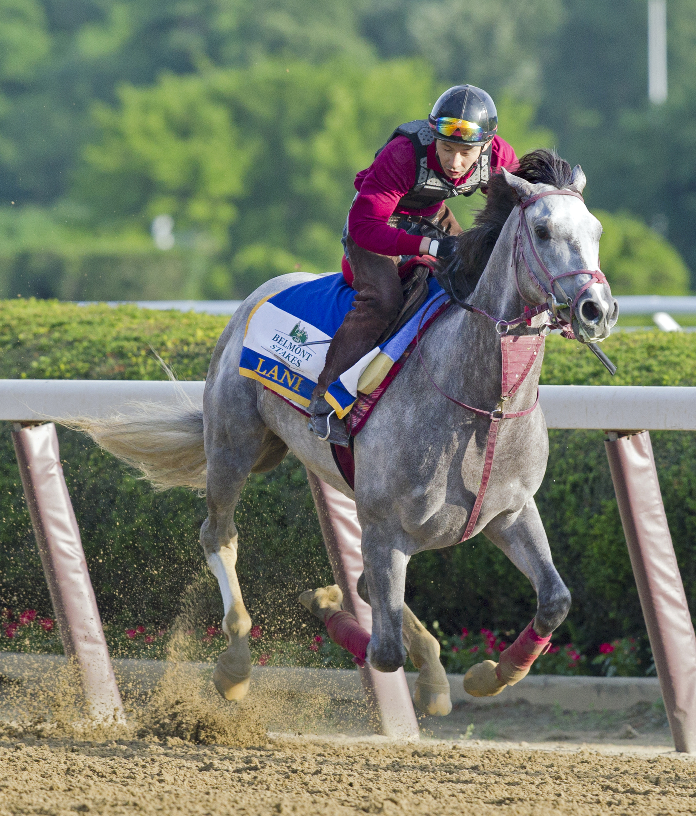 Lani breezing at Belmont on June 8
