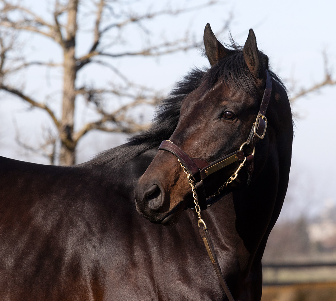Laoban at WinStar Farm in December 2020