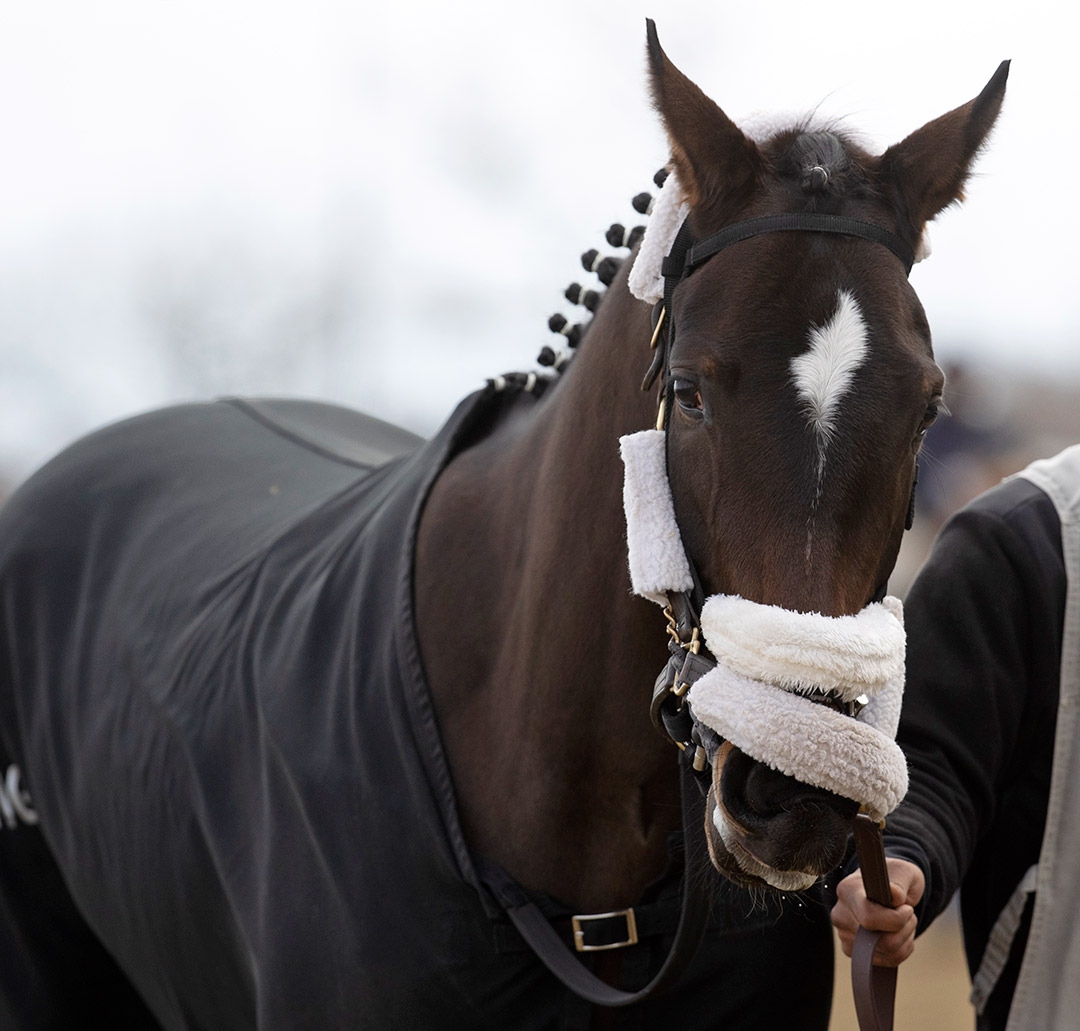 Laobanonaprayer at Aqueduct Racetrack in March 2021