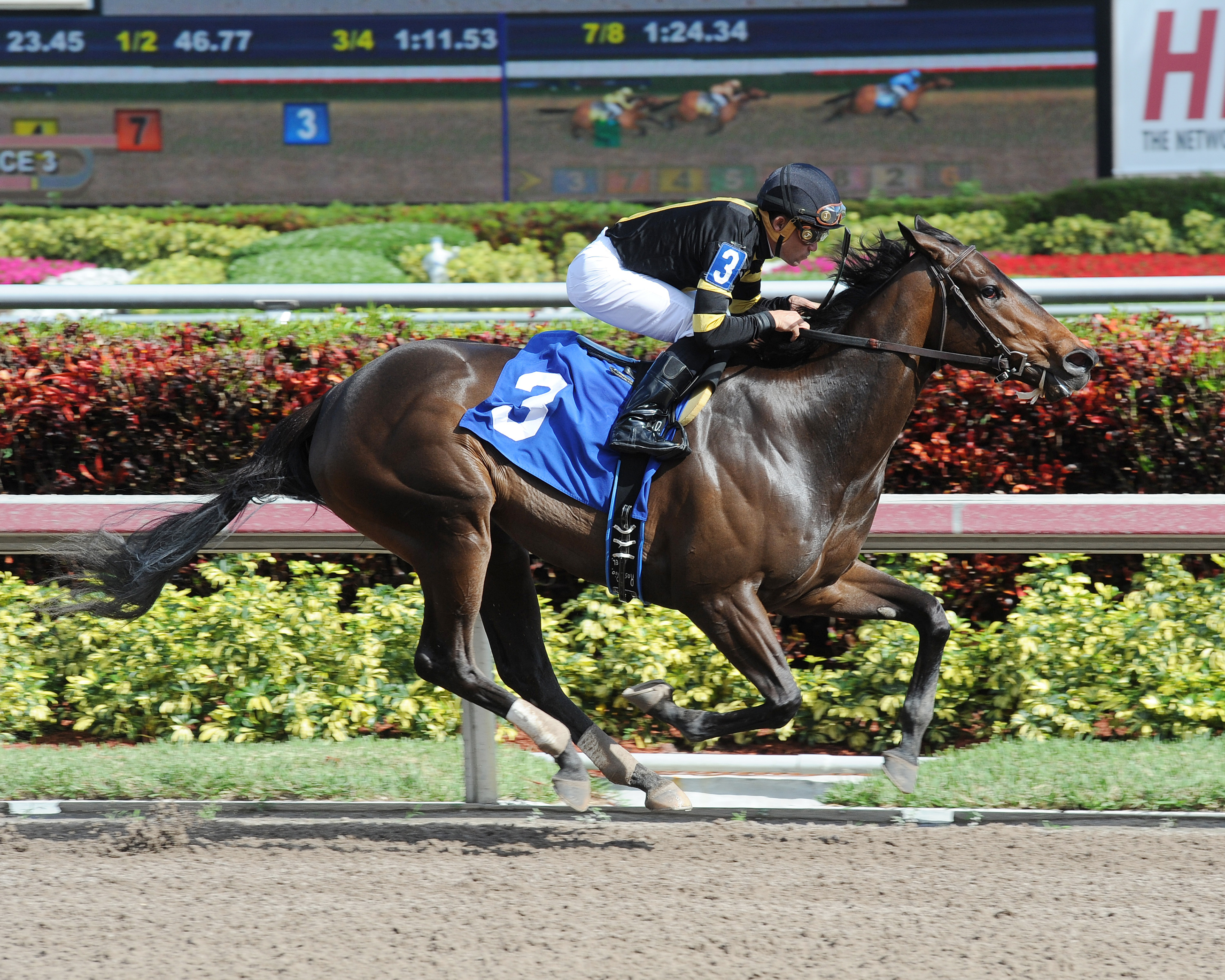 Lassofthemohicans wins a maiden race