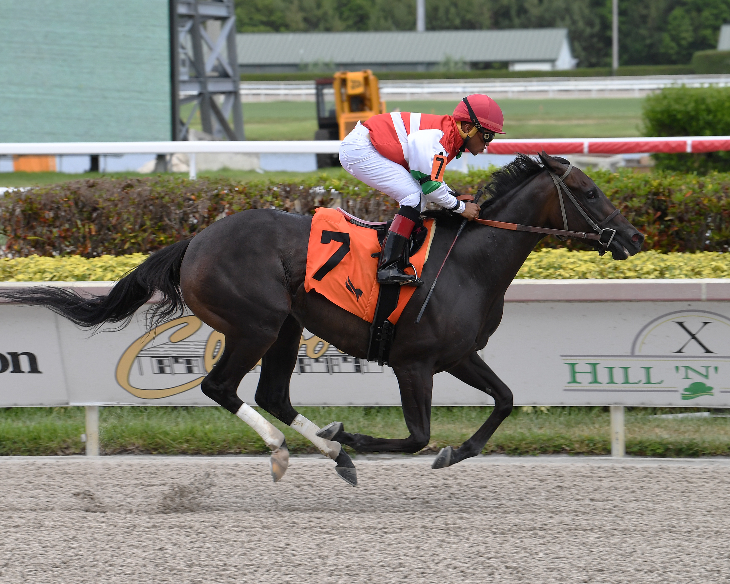 Last Leaf wins the Azalea 7-16-2022