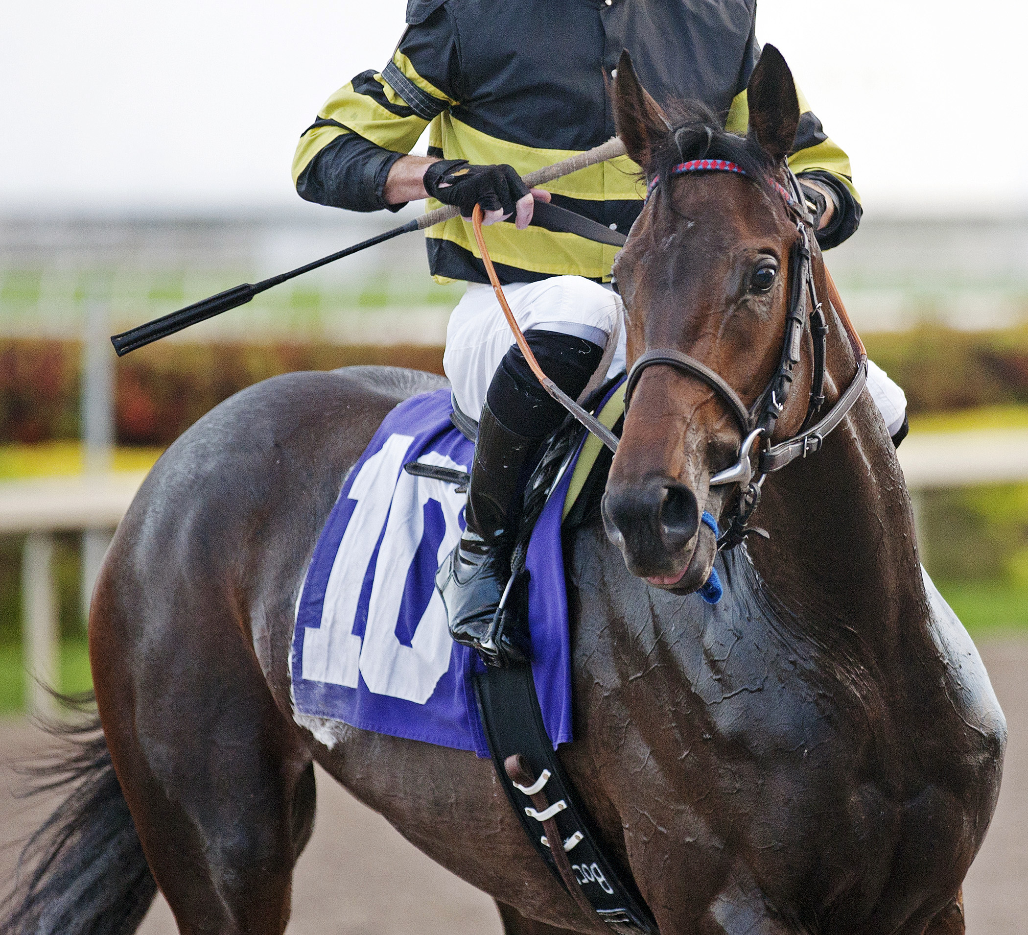 Latique at a maiden win in January