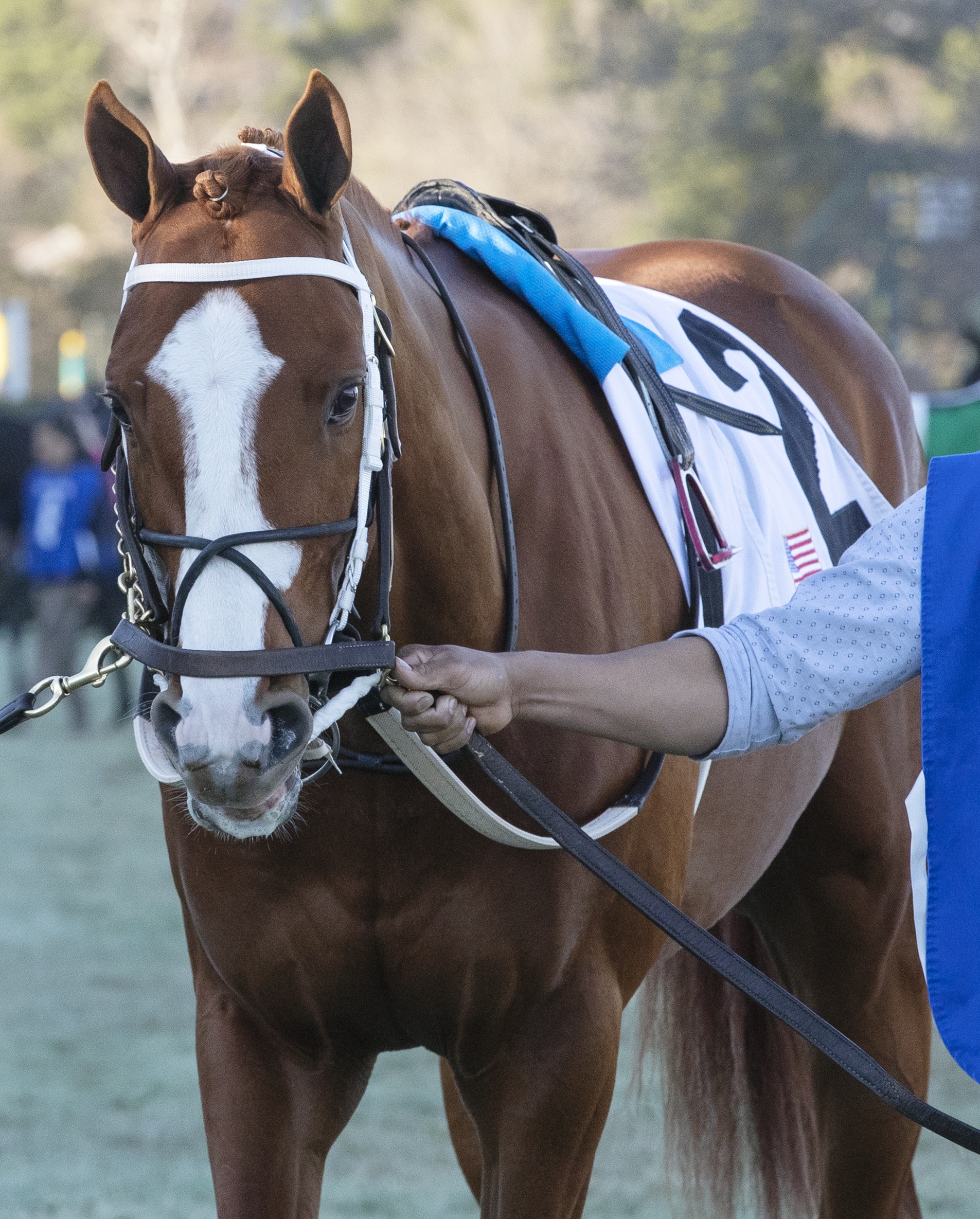 Laughing Fox at Oaklawn Park on 3.16.19
