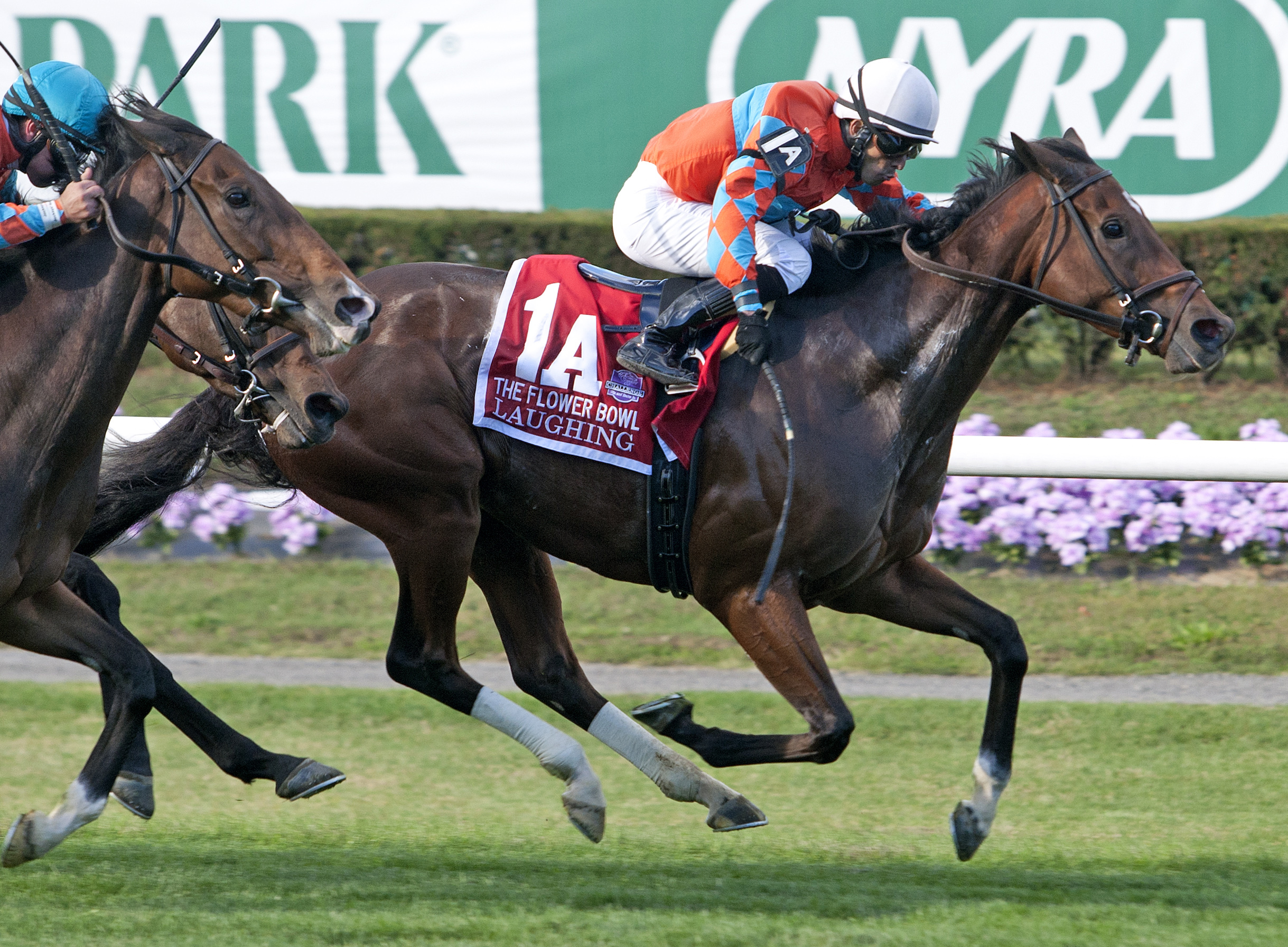 Laughing wins the Flower Bowl