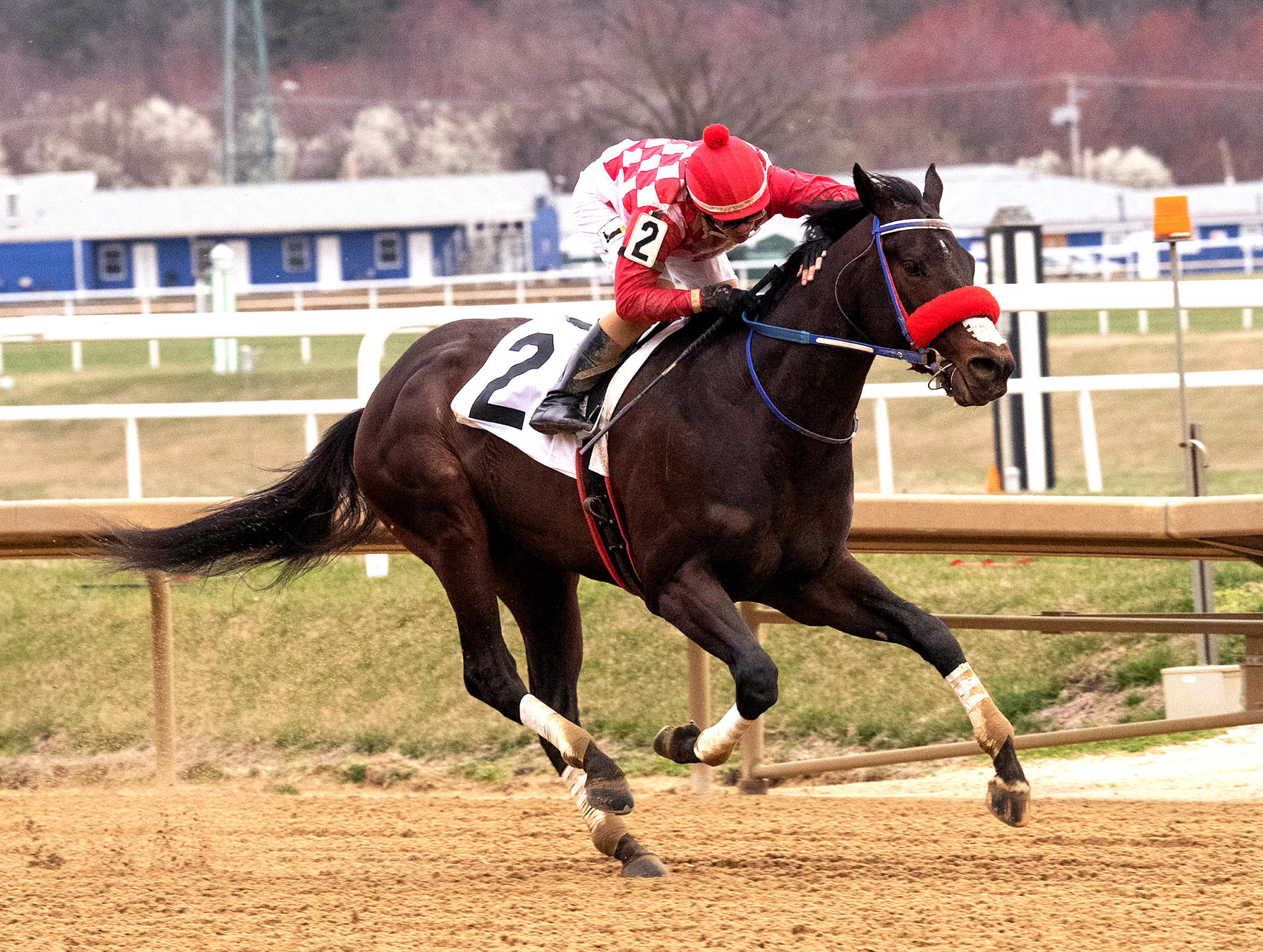 Lebda wins the 2020 Private Terms Stakes