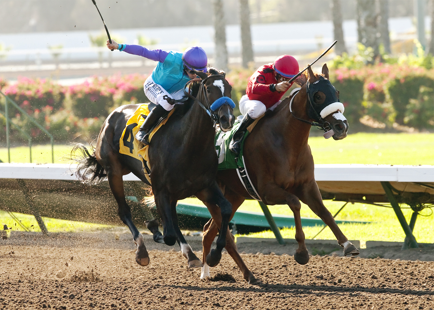 Onna Bugeisha finishes second in the Cypress Stakes