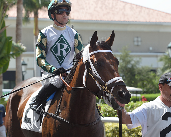 Leitone at Gulfstream Park in August 2018
