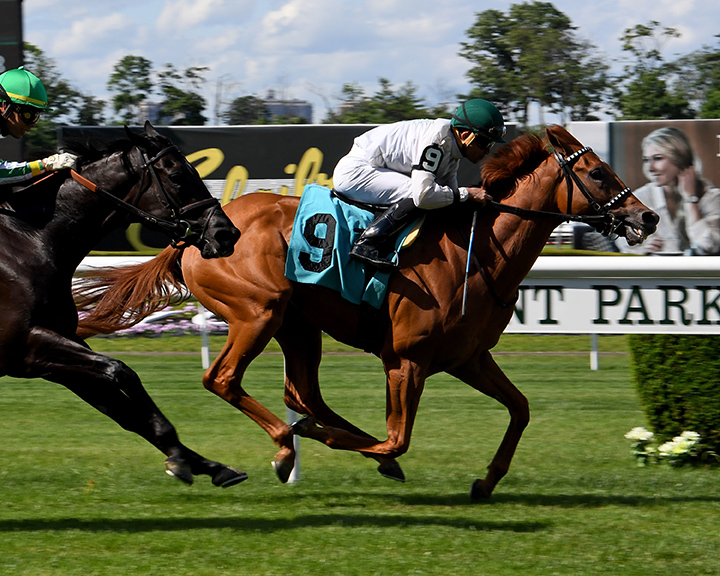 Lemon Zip wins a June 14 allowance race at Belmont Park