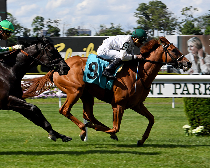 Lemon Zip wins a June 14 allowance race at Belmont Park