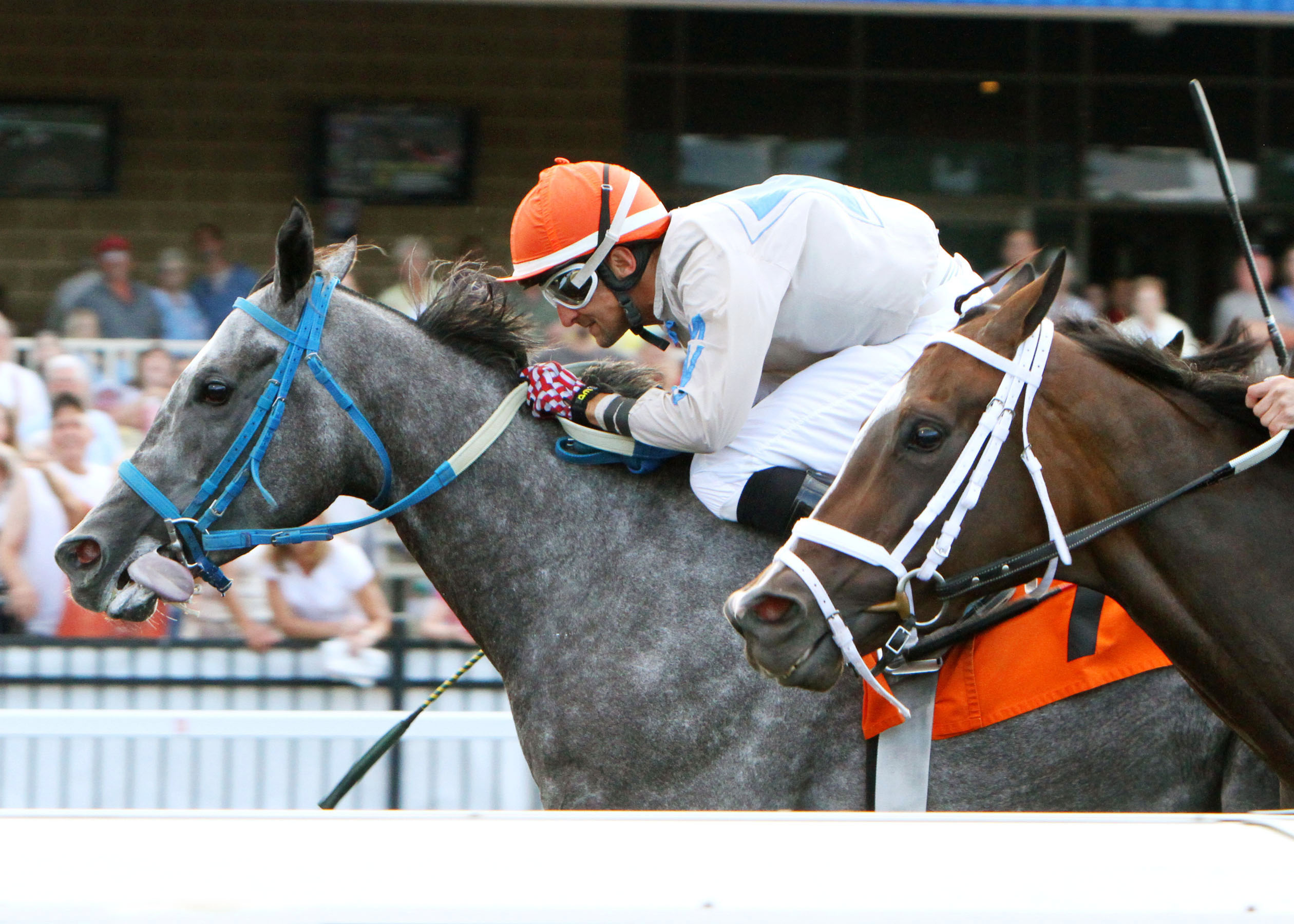 Lenape Rim wins the 2013 Northern Fling Stakes