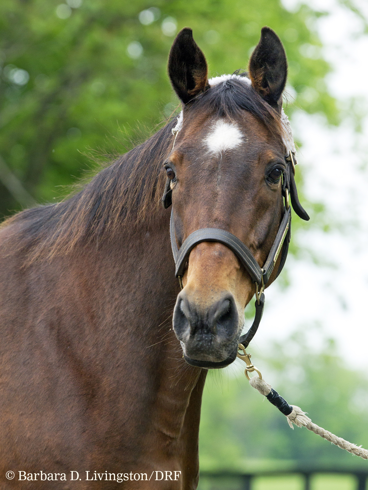 Leslie-s Lady at Clarkland Farm in 2016