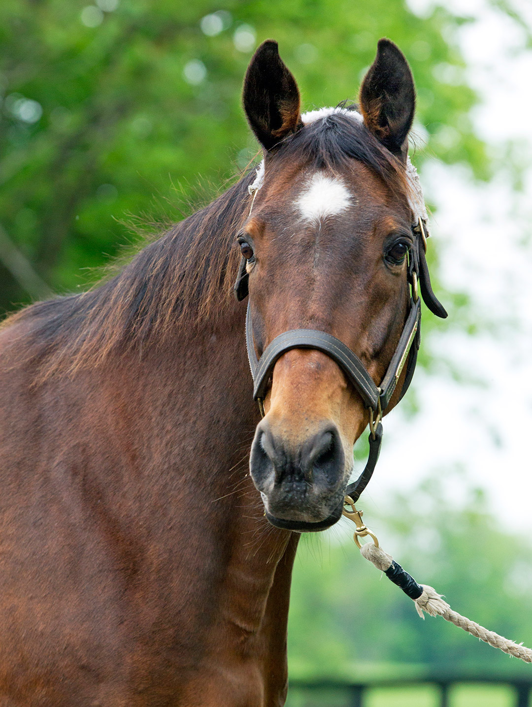 Leslie's Lady at Clarkland Farm in 2016