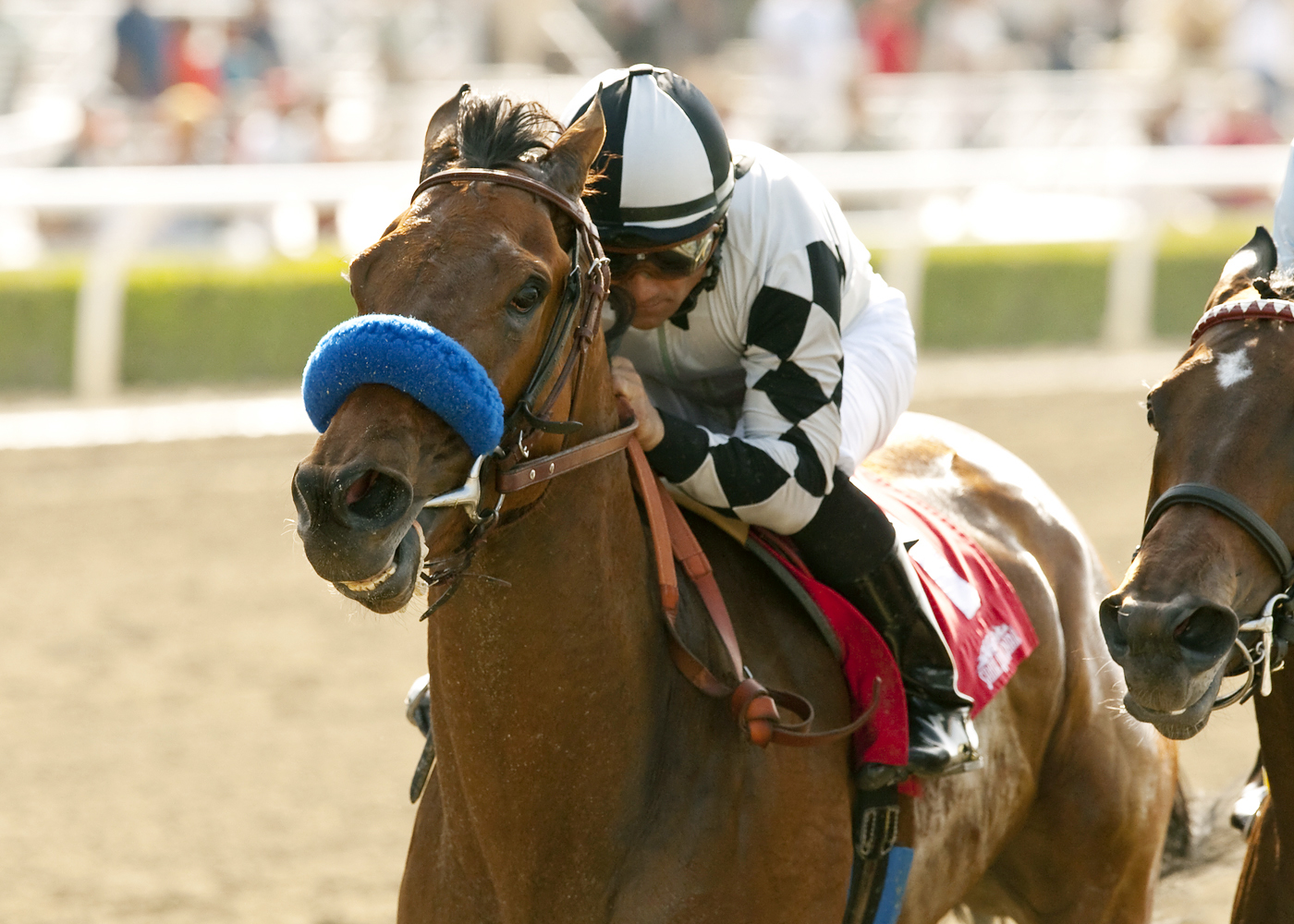 Let Faith Arise wins the Adoration
