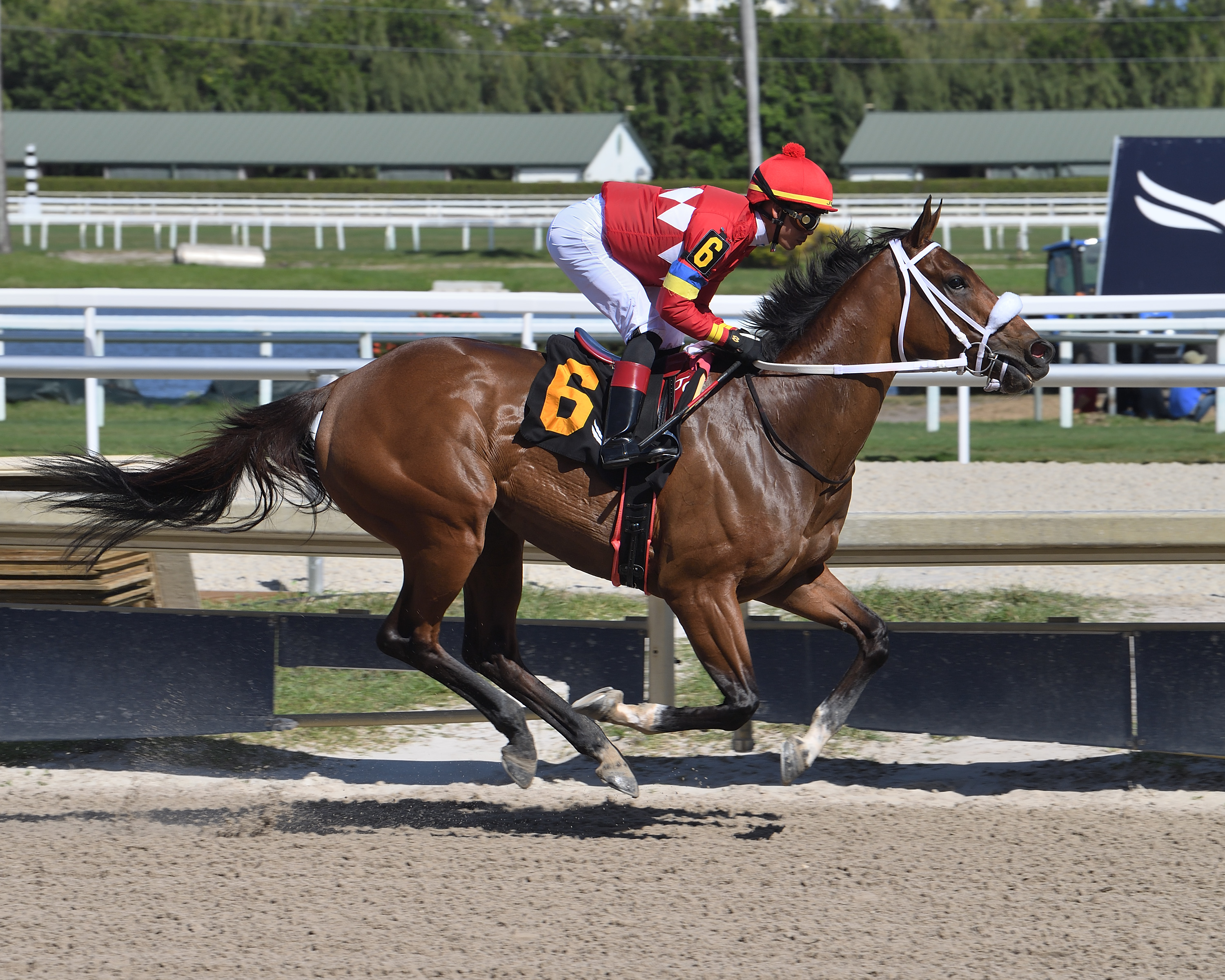 Letruska - Royal Delta S. 2022