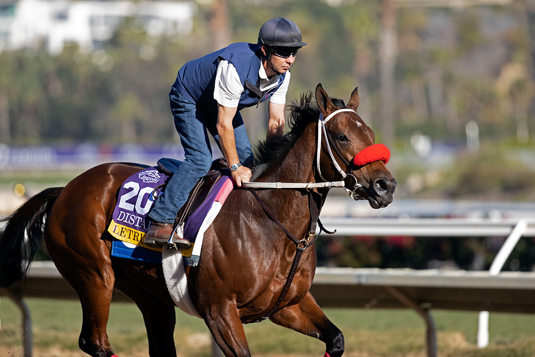 Letruska trains at Del Mar for the Breeders' Cup