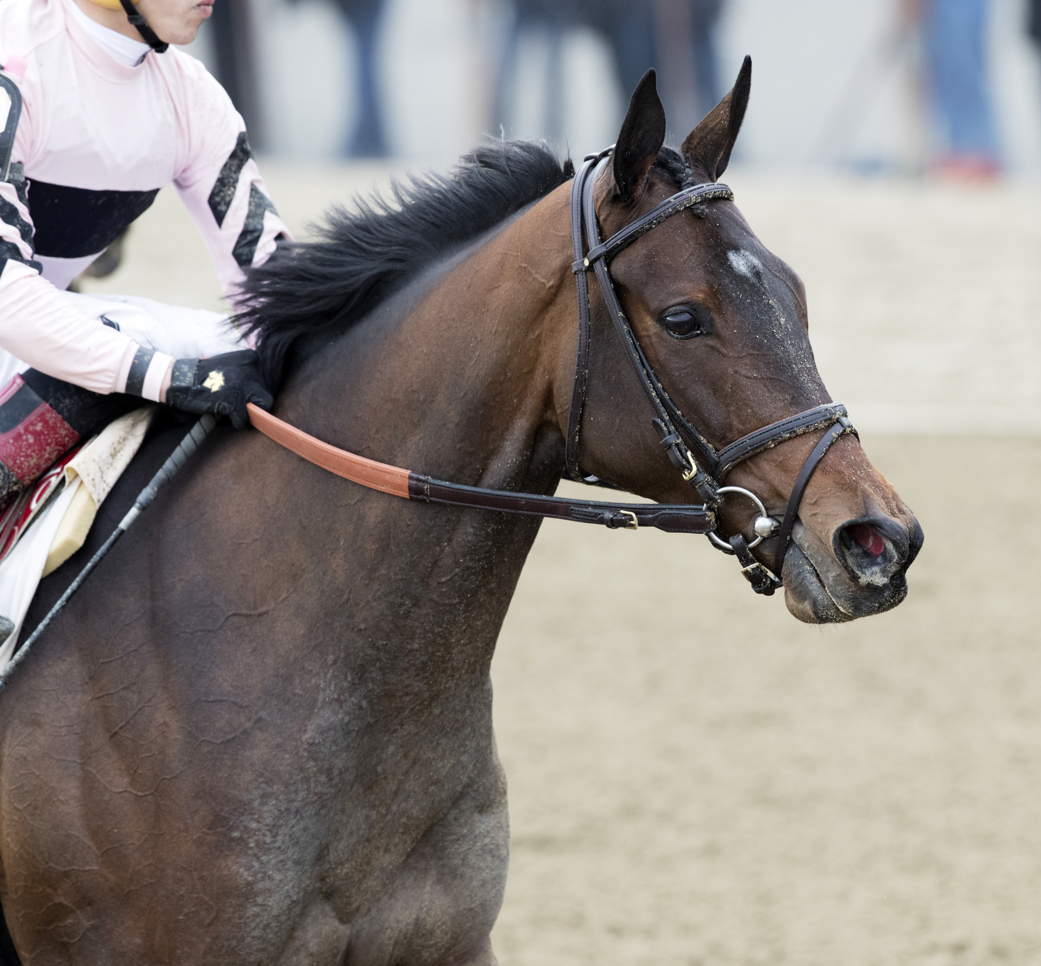 Lewis Bay at the 2016 Comely Stakes