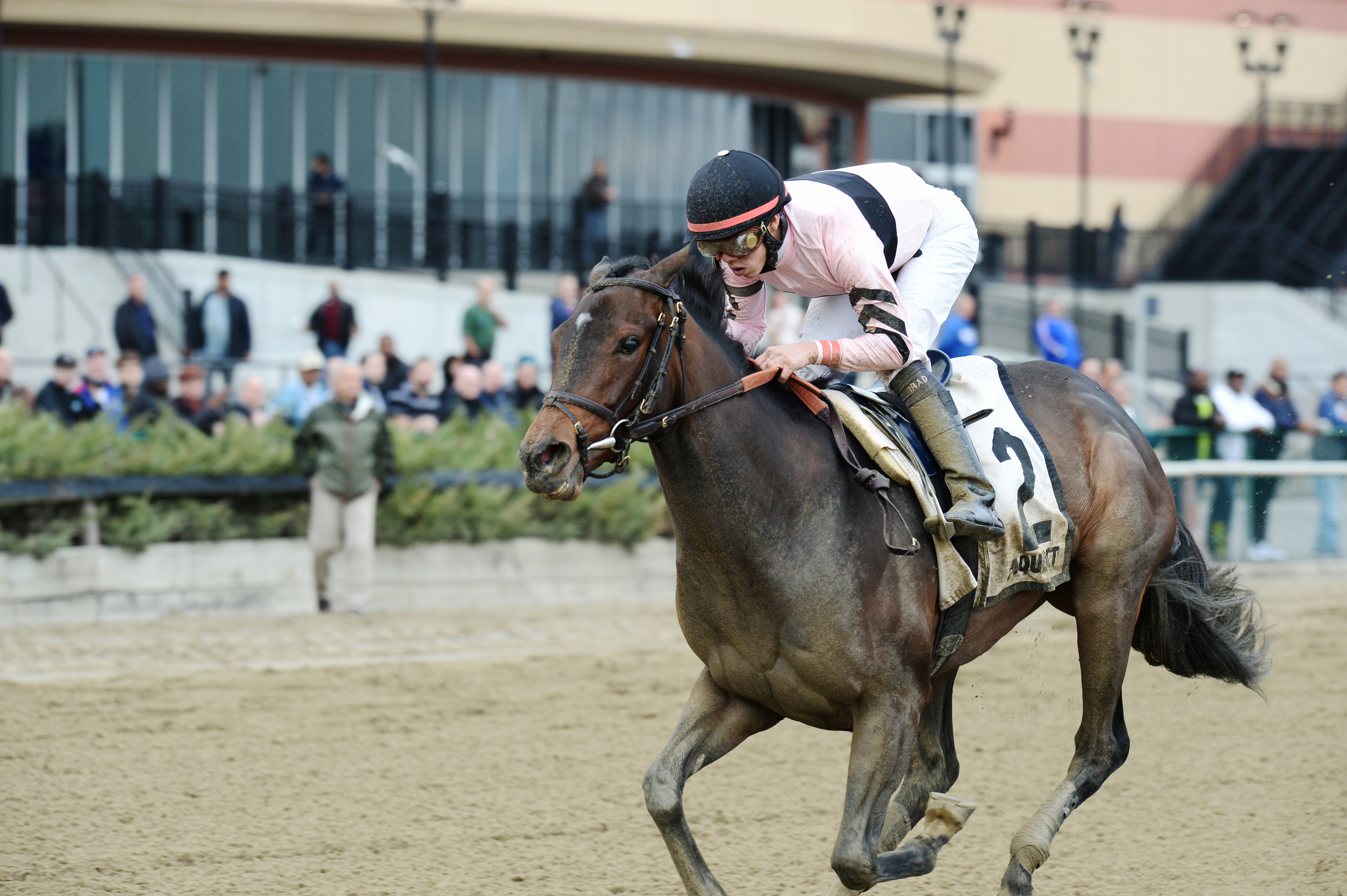 Lewis Bay wins the Demoiselle