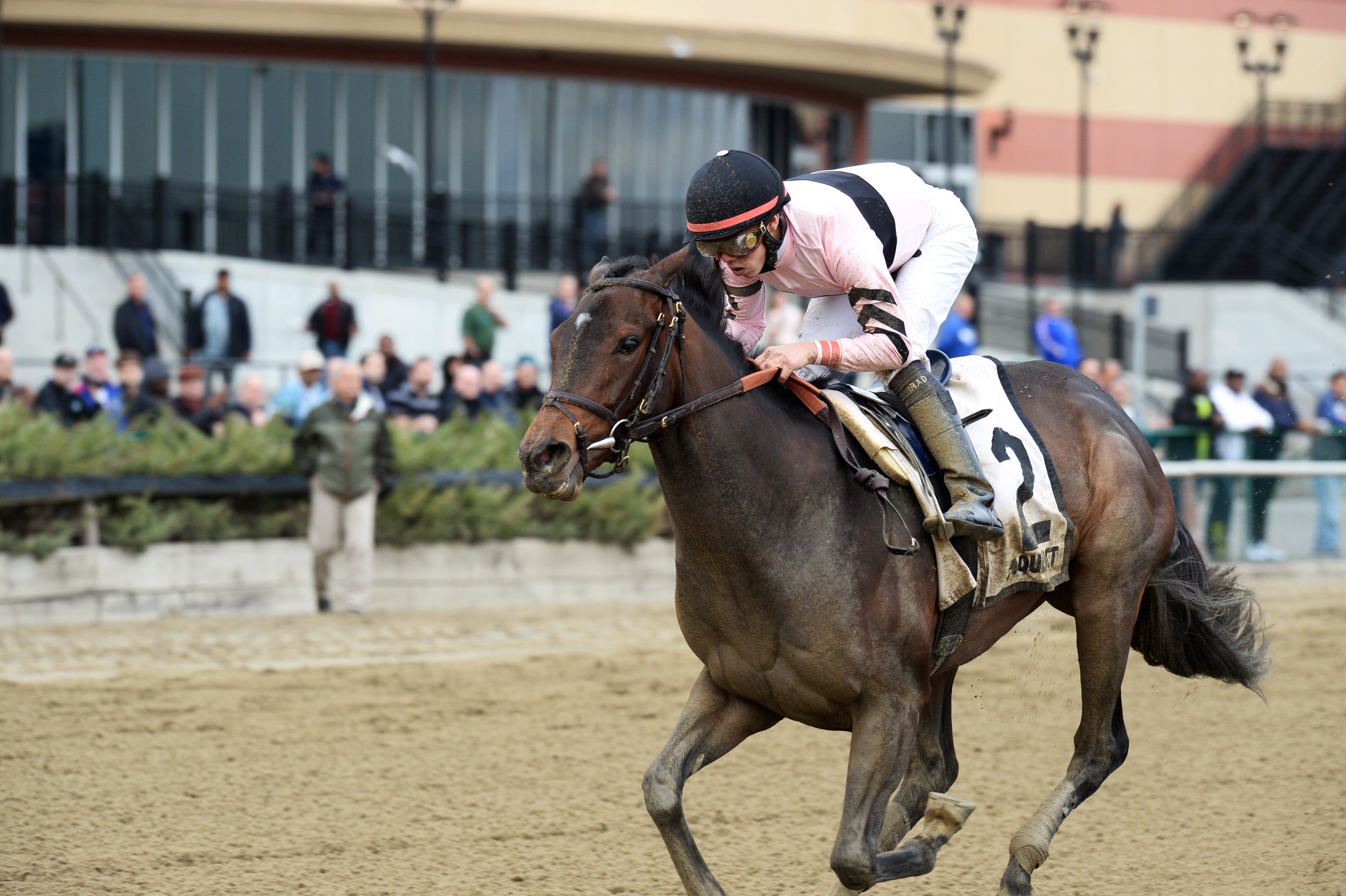 Lewis Bay wins the Demoiselle