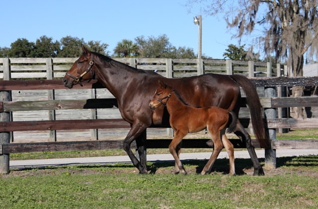 LiaisonFirstFoal