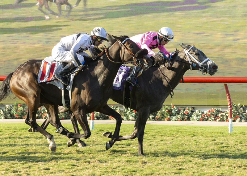 Liam's Dove (right) wins Del Mar Juvenile Fillies Turf 9-5-2021