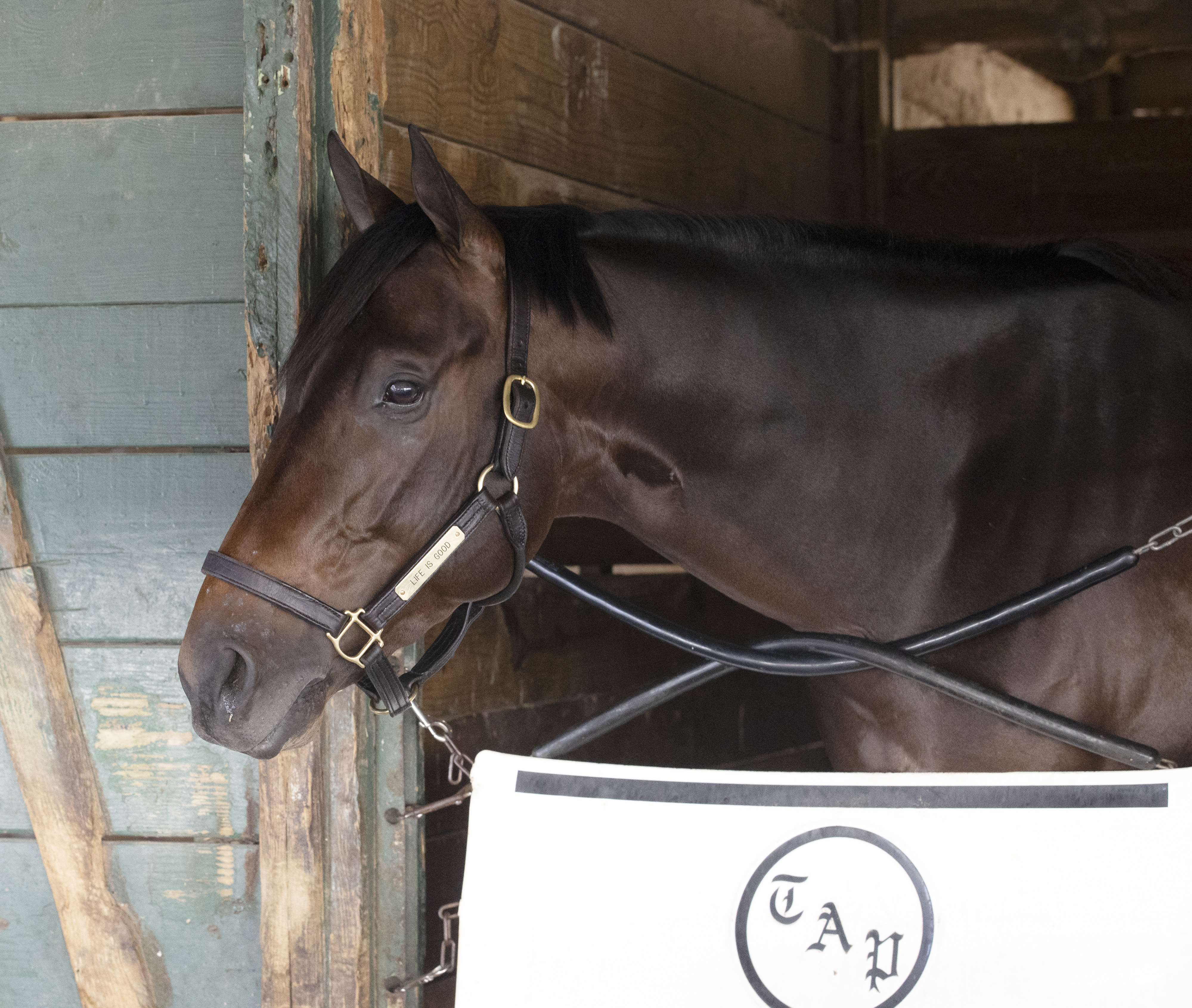 Life Is Good - Gulfstream Park