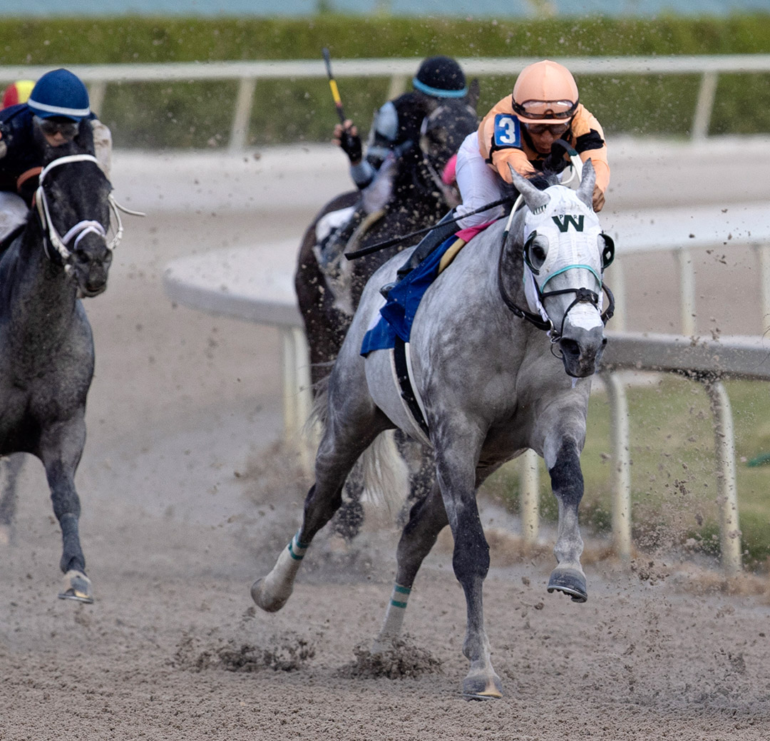 Life in Shambles wins a Jan. 30 claiming race at Gulfstream