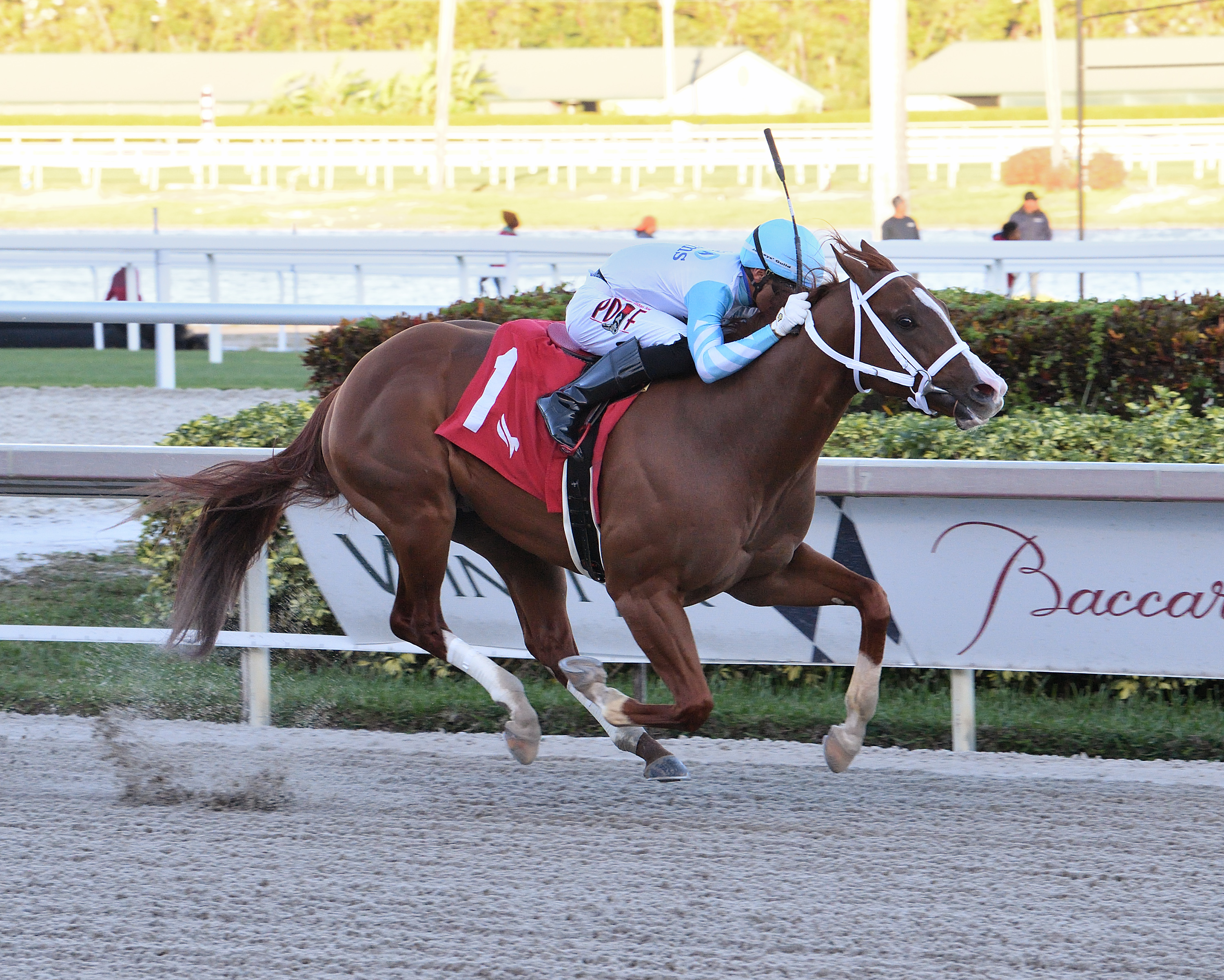 Lightening Larry - Sunshine Sprint S. 2023