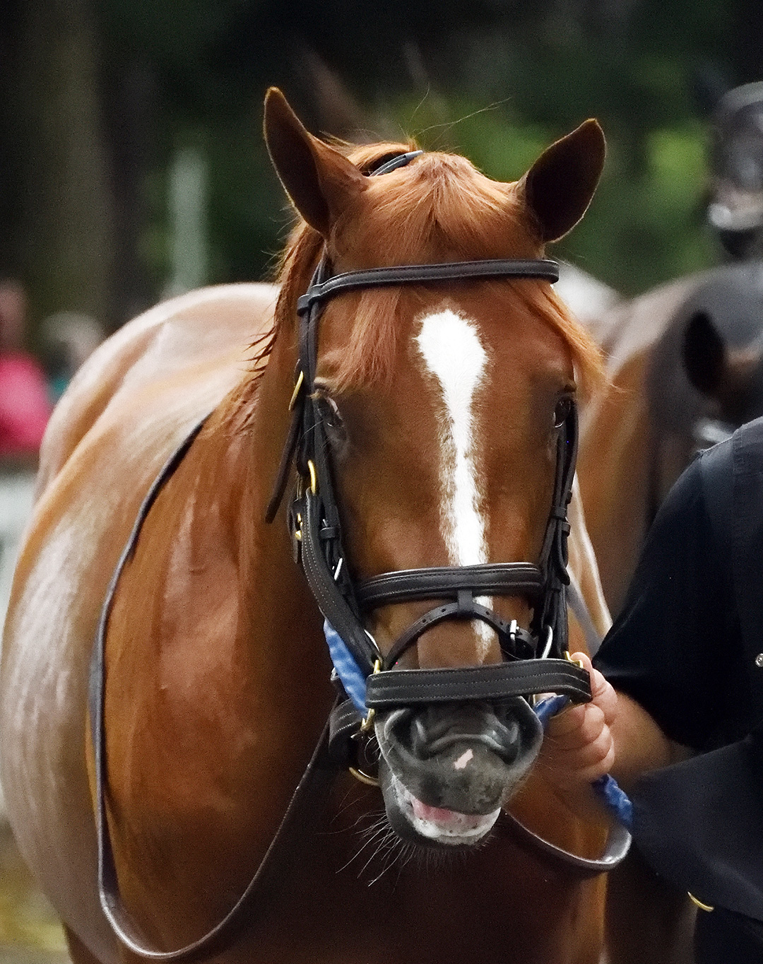 Like You at Saratoga Race Course in August 2019