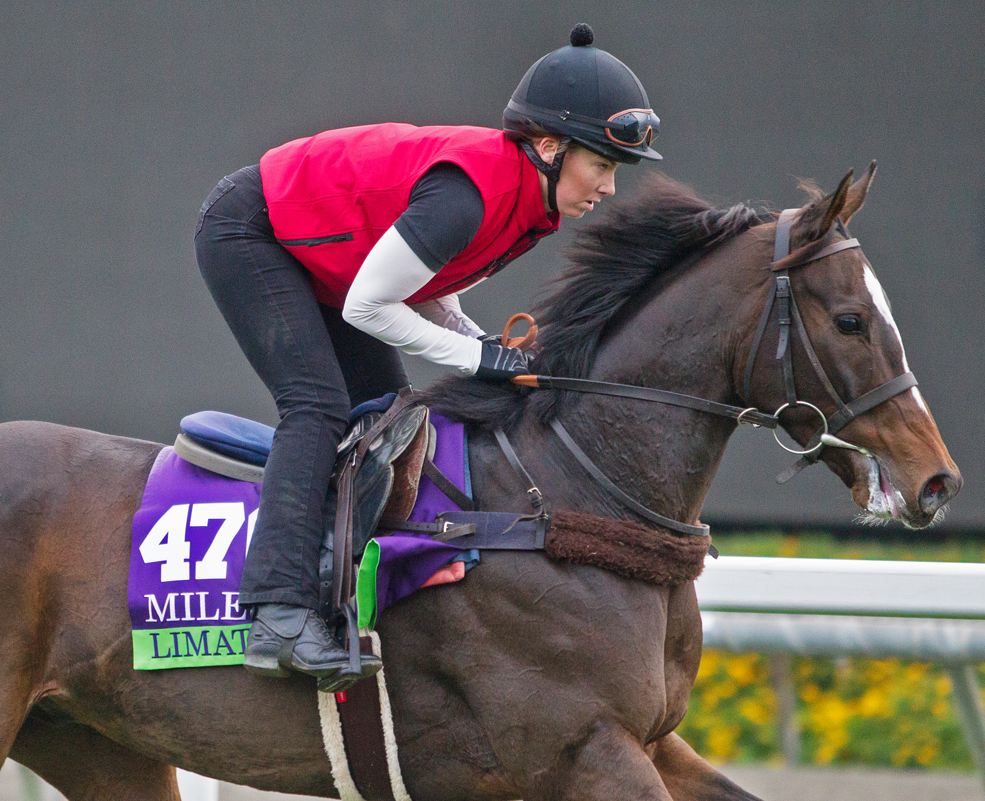 Limato trains at Santa Anita on Nov. 1
