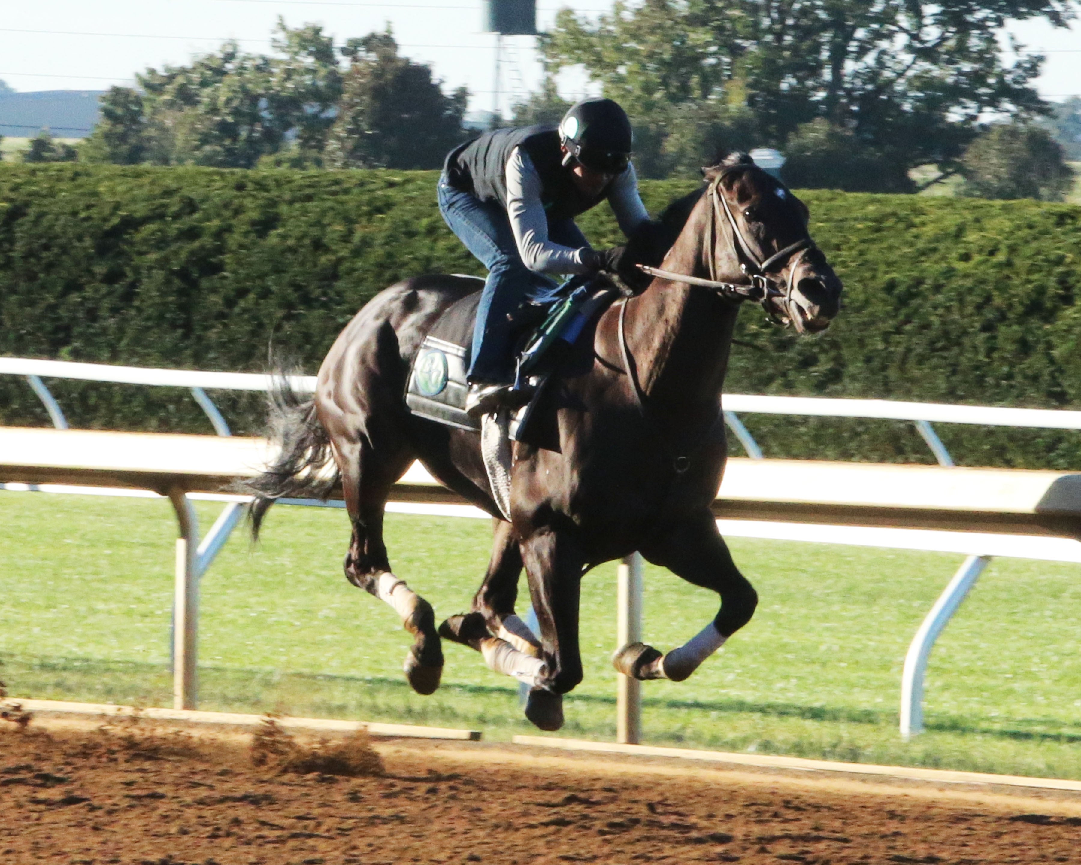 Limousine Liberal training at Keeneland on Sept. 30, 2017.