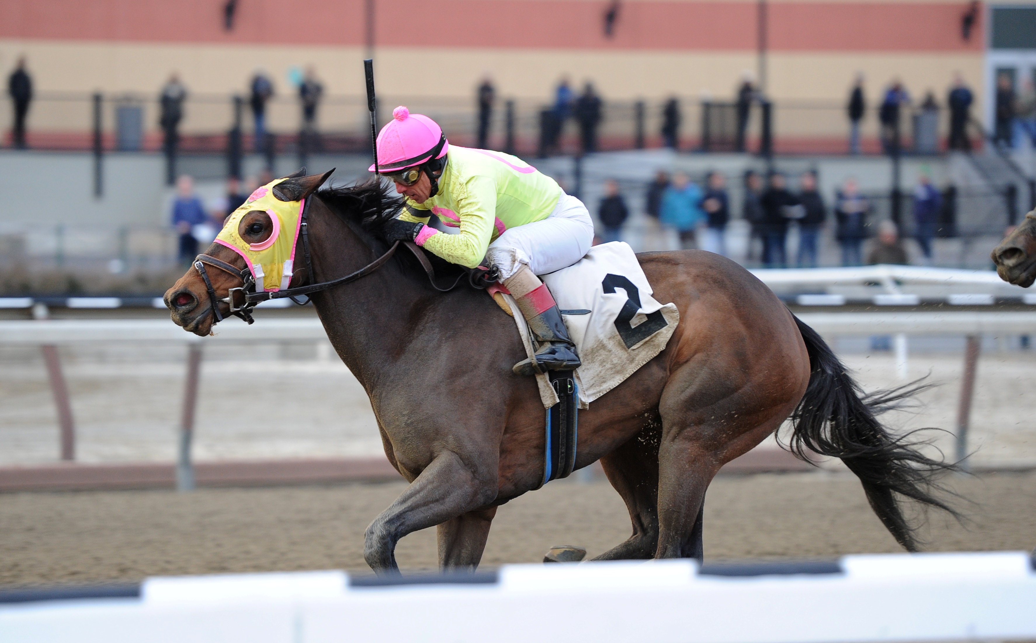 Lion D N A 1-1-2014