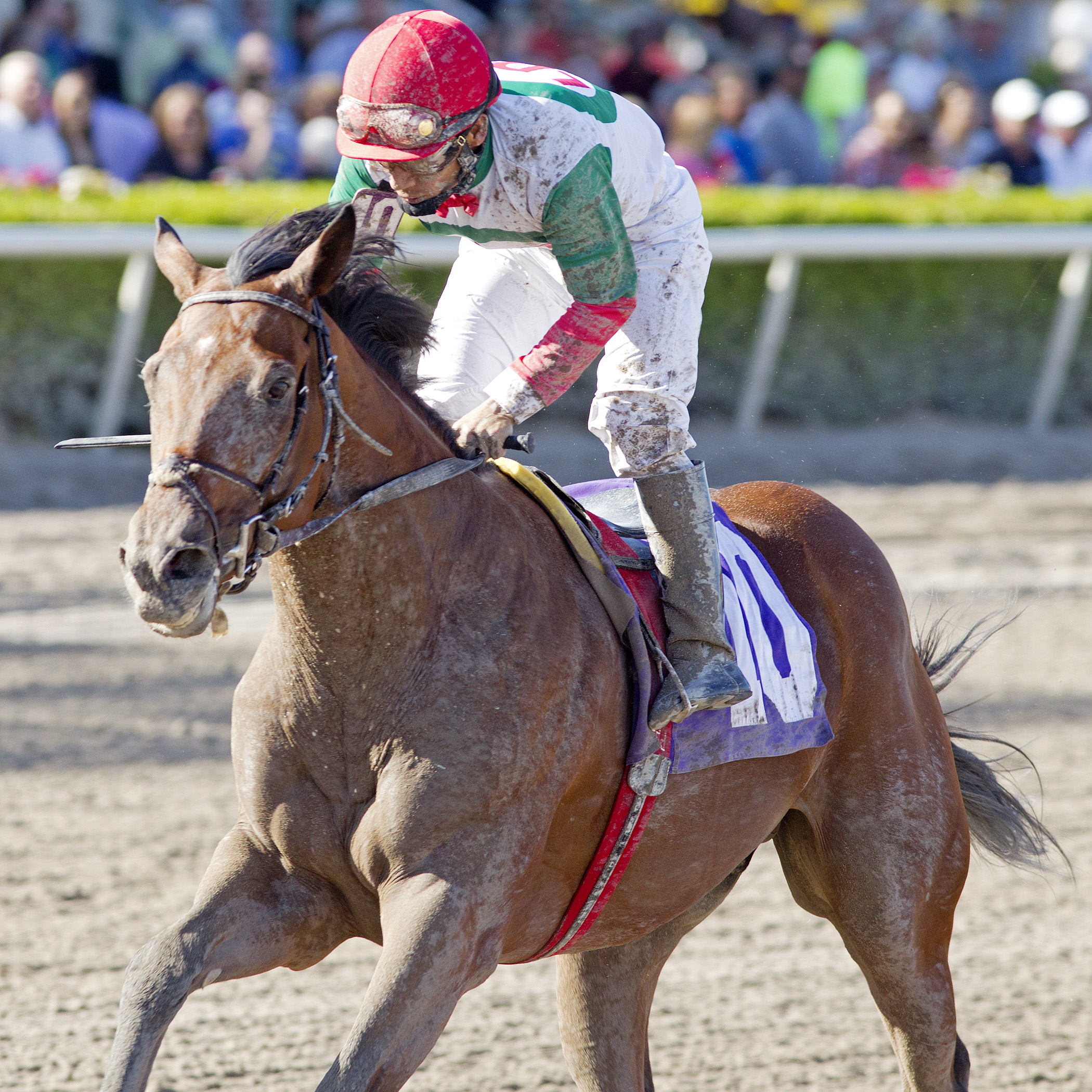 Little Daddy after winning a maiden race
