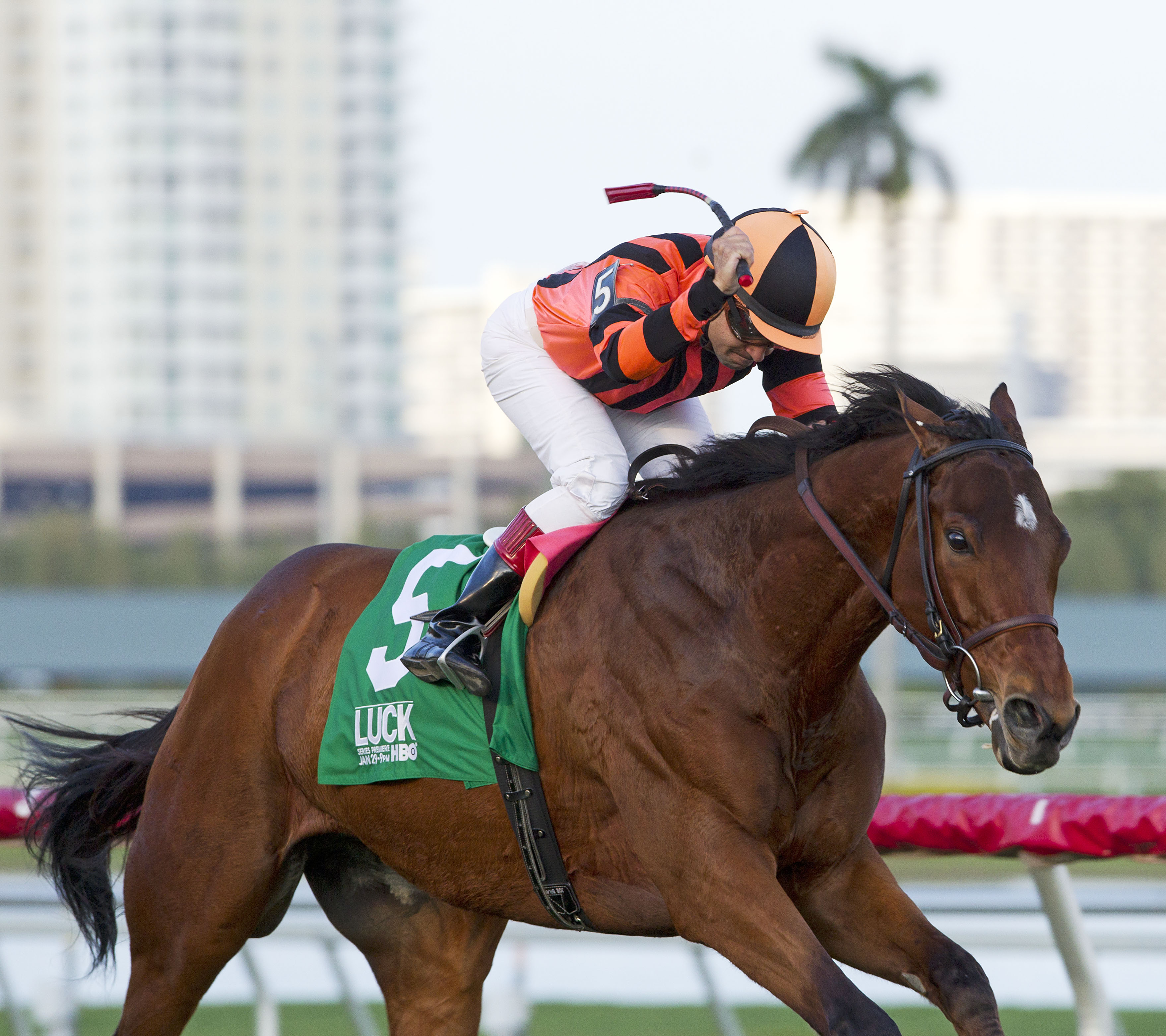 Little Mike/Sunshine Millions Turf