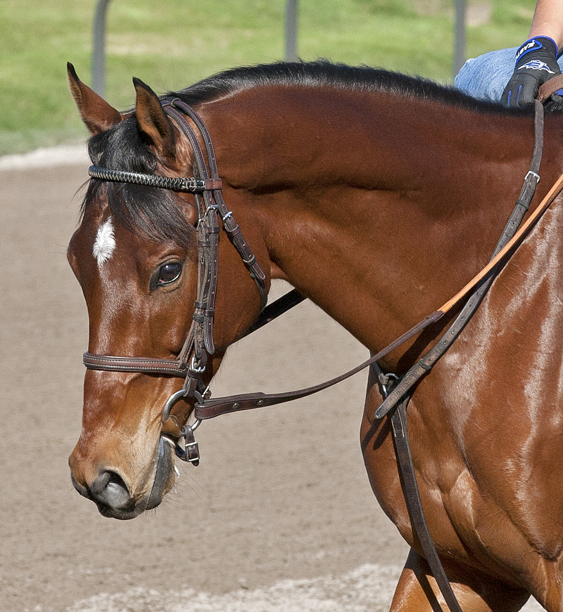 Dubai World Cup looks like field of 13 at Meydan