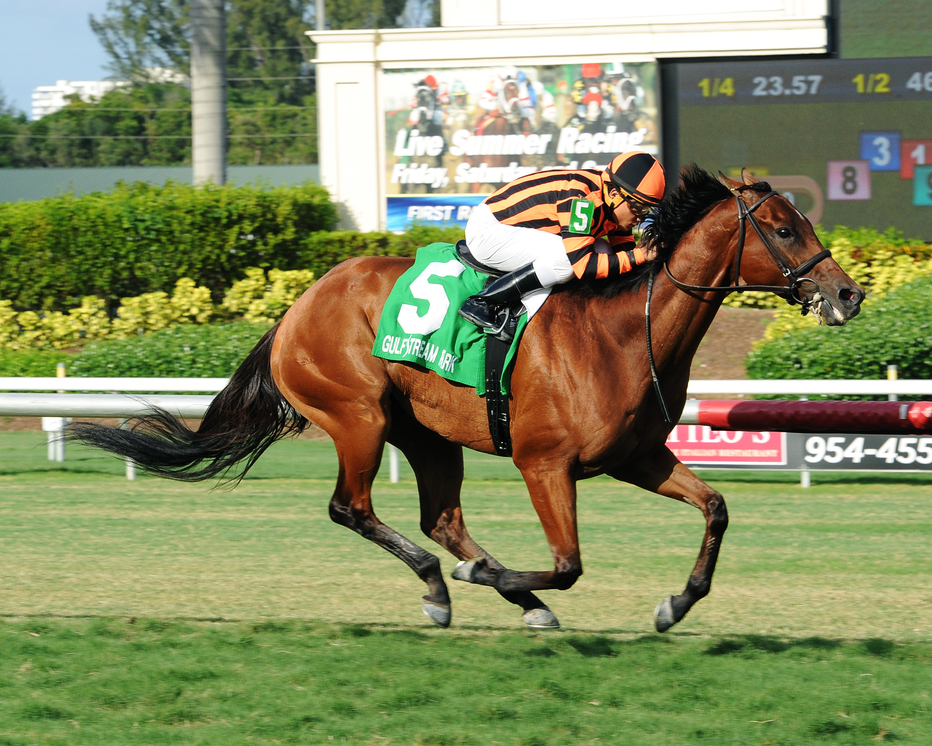 Little Mike wins the 2014 Flying Pigeon