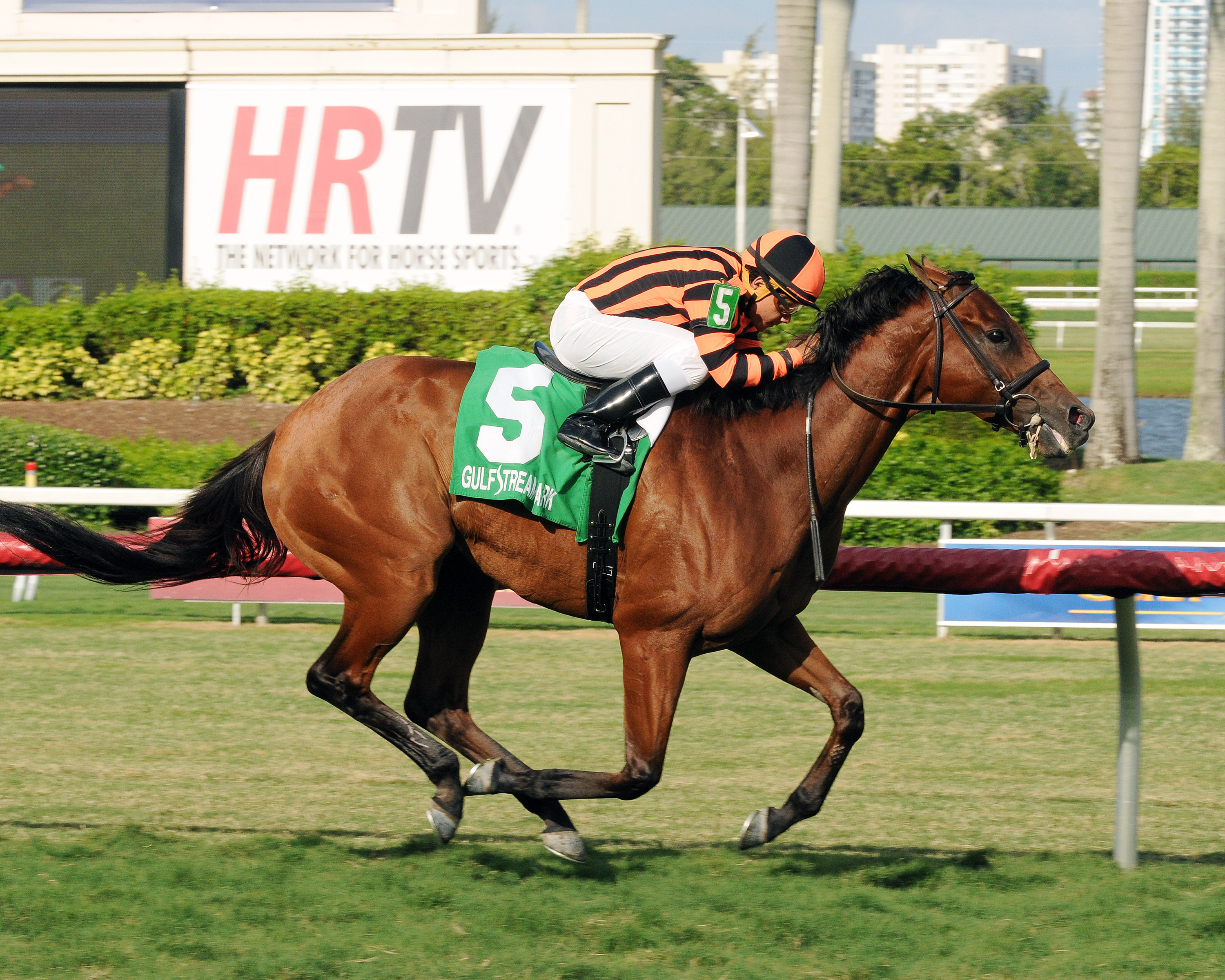 Little Mike wins the Flying Pigeon