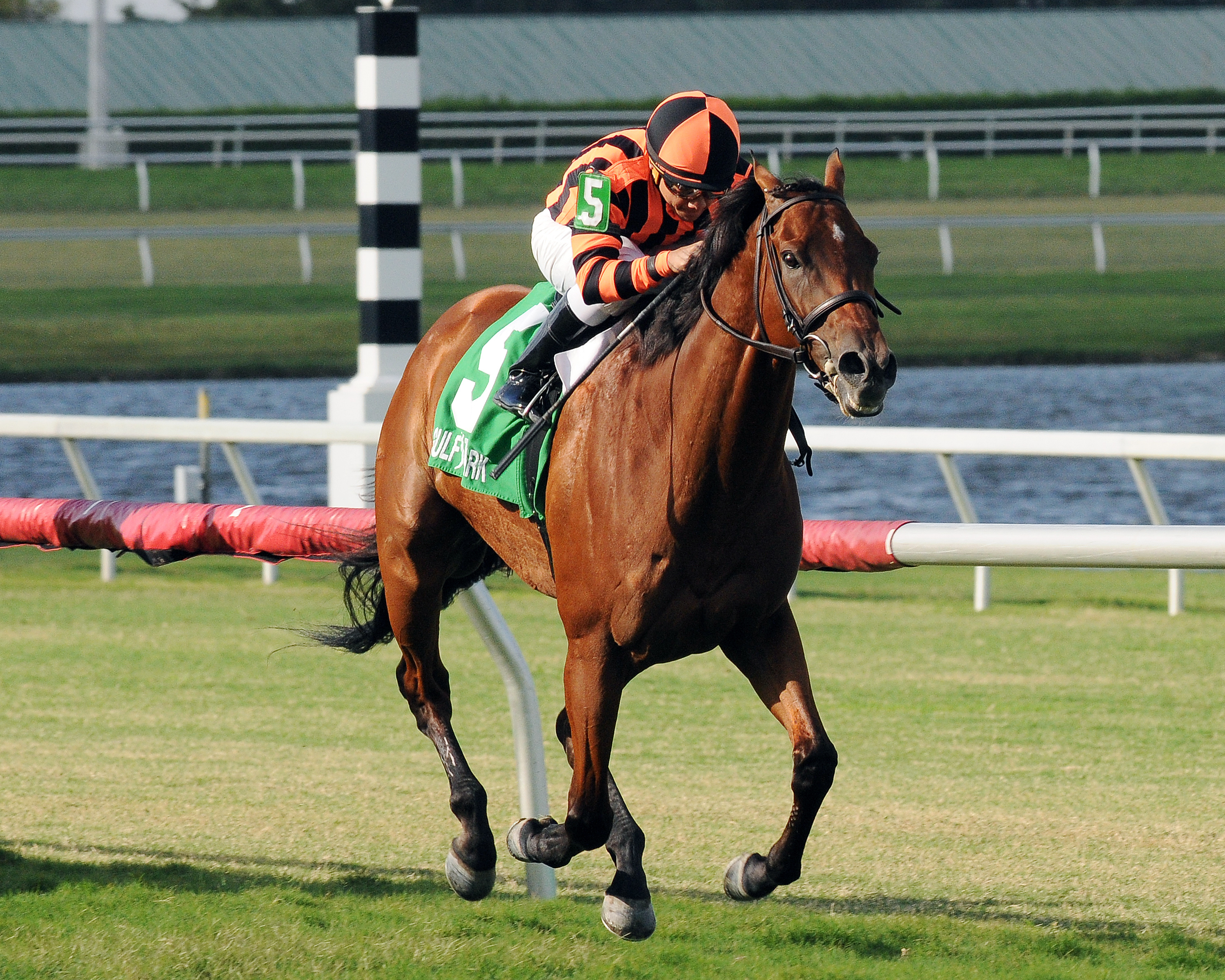 Little Mike wins the Flying Pigeon