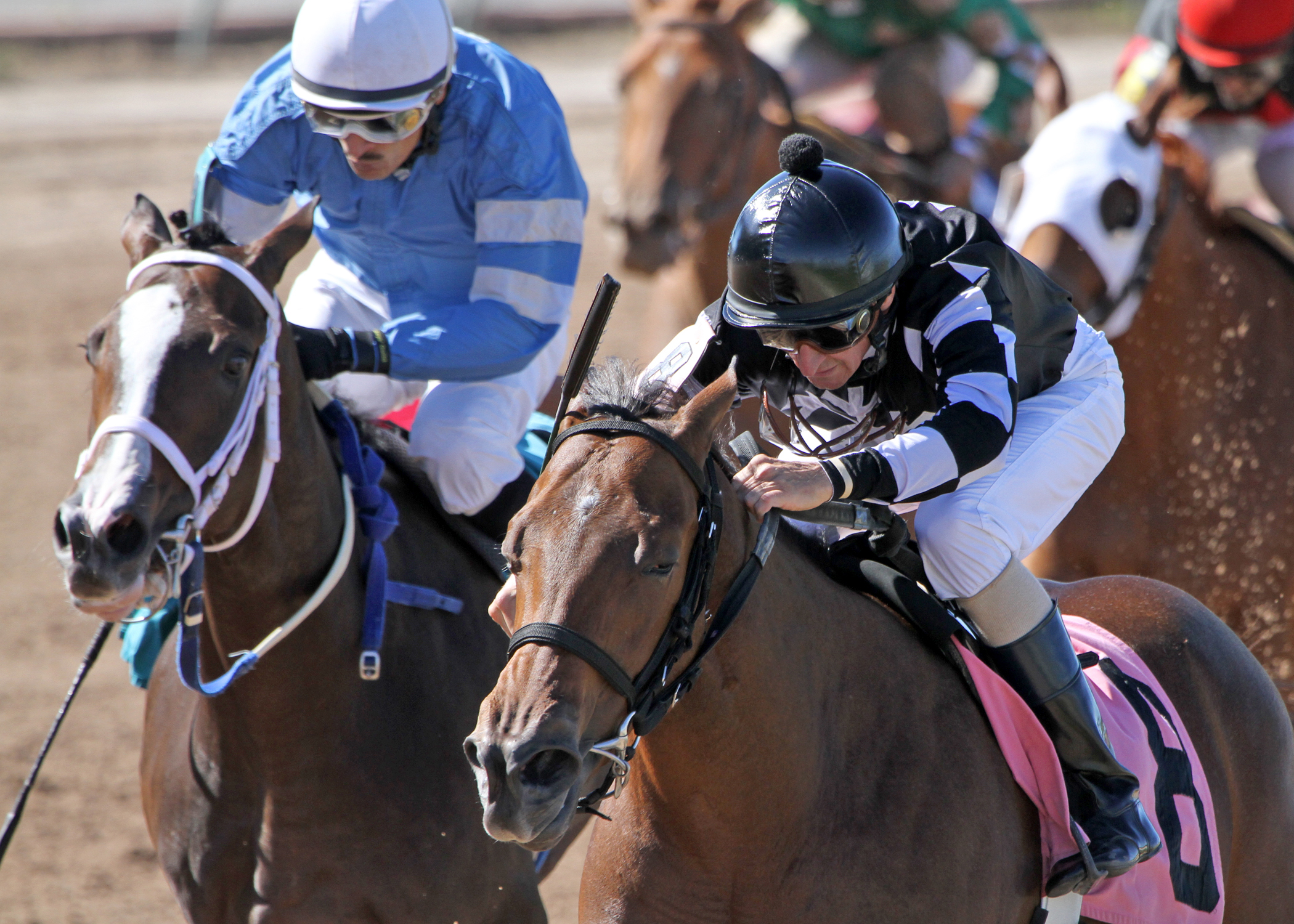 Little Miss Flurry wins the 2013 Lady Razorback Futurity