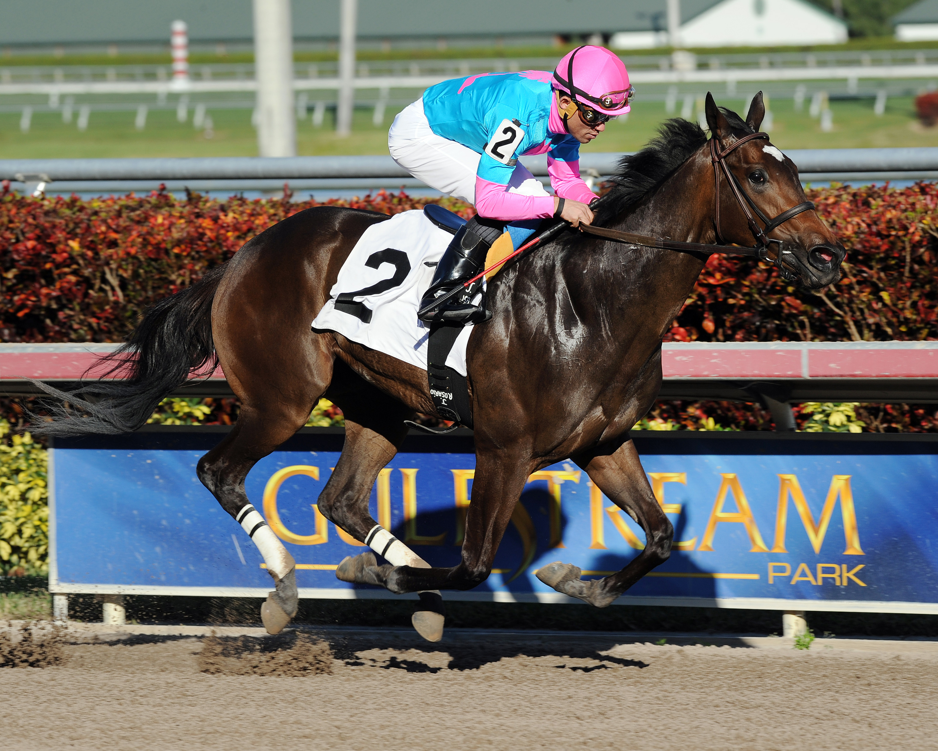 Little Miss Julia wins a maiden