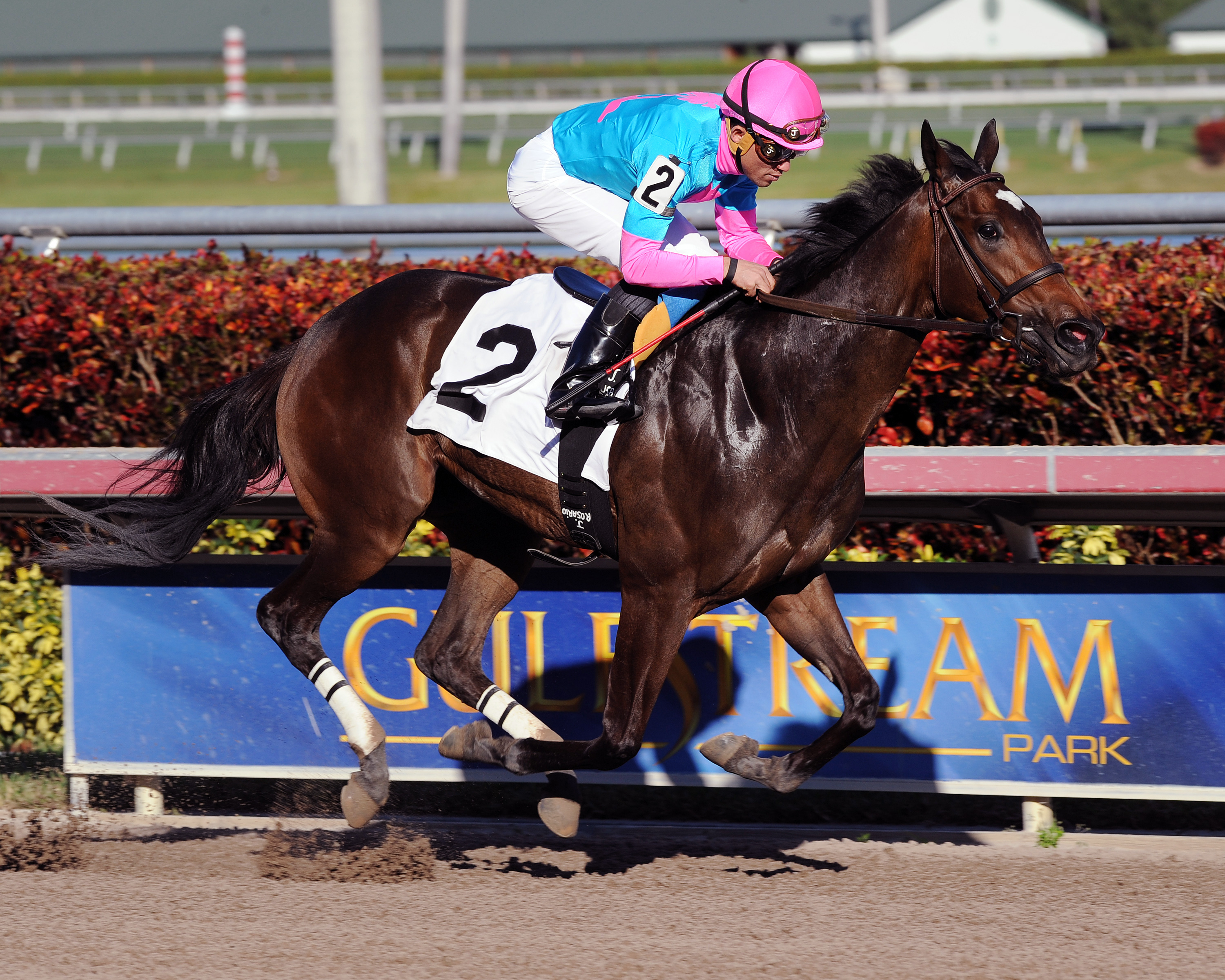 Little Miss Julia wins a maiden