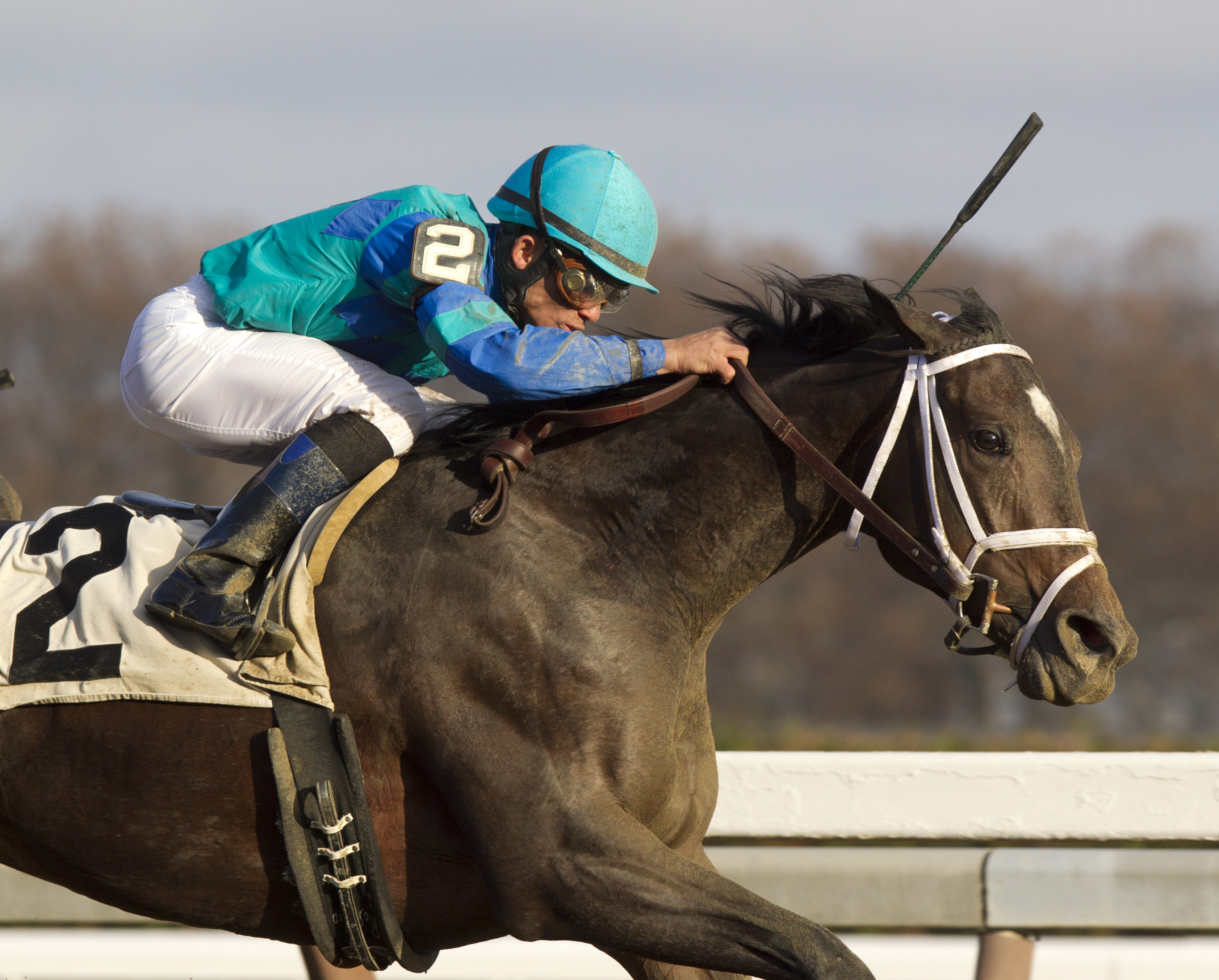 Live Lively, maiden race