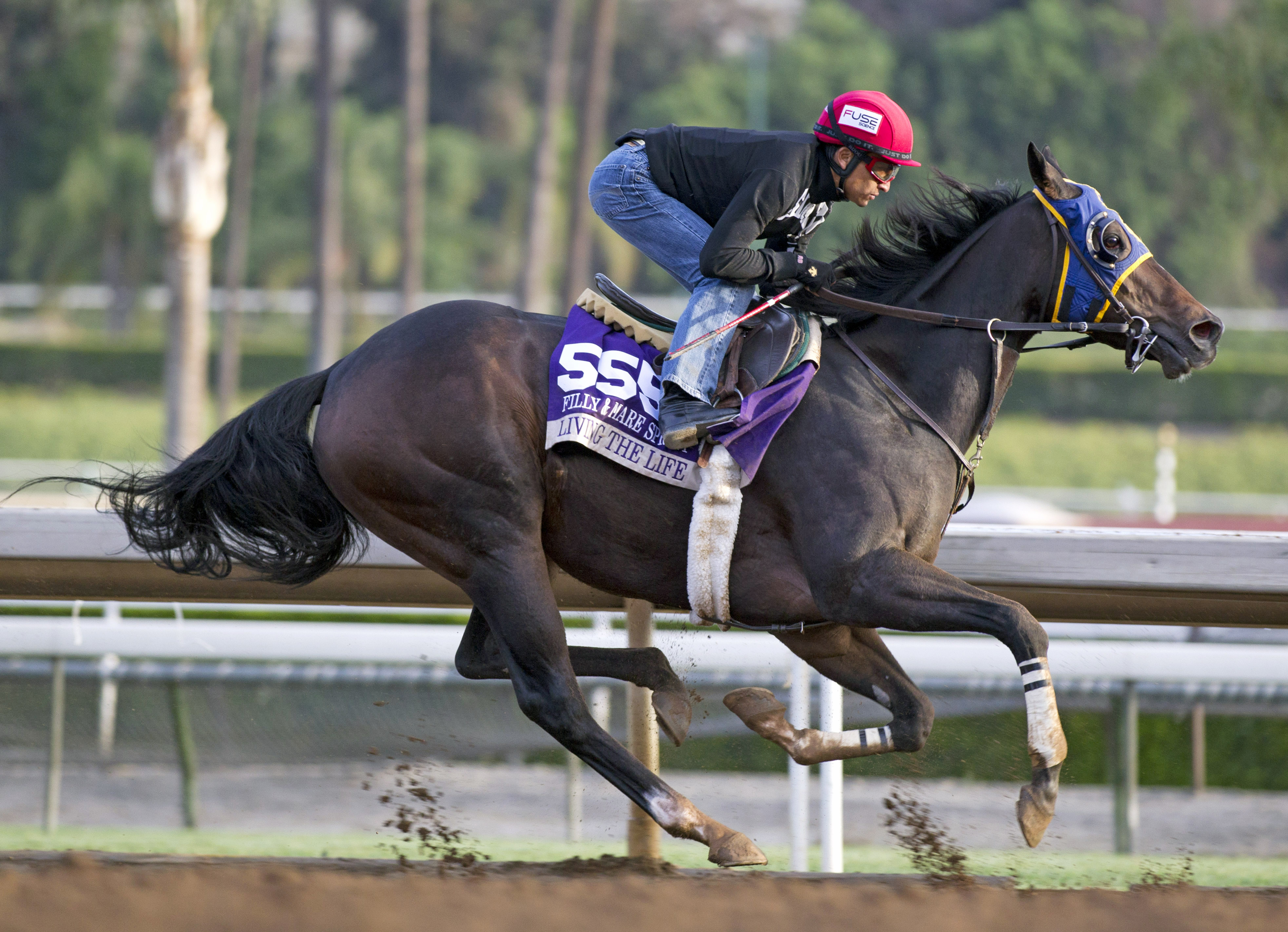 Living the Life trains for the Breeders' Cup