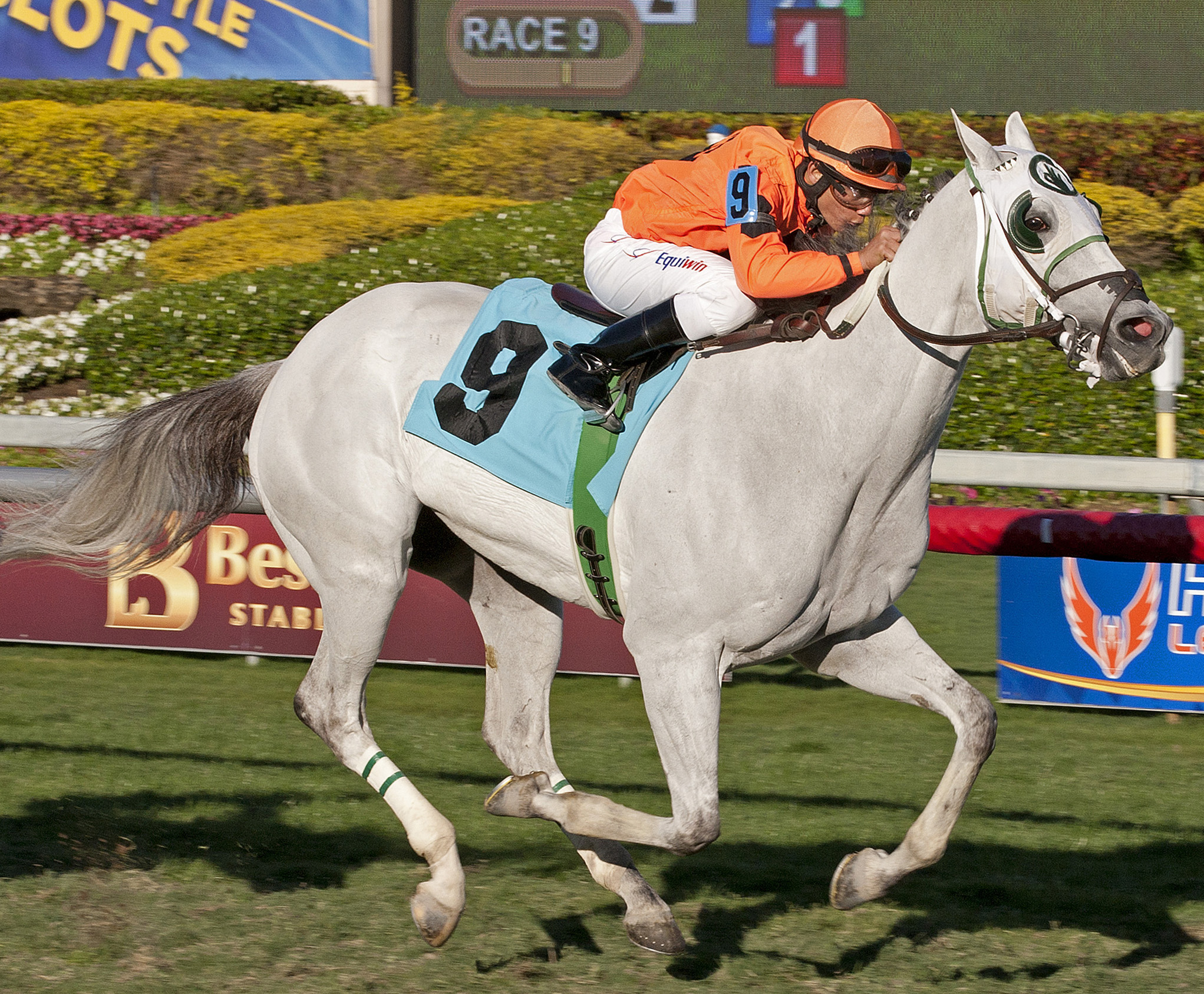 Livingston Street wins a 2013 optional claimer at Gulfstream
