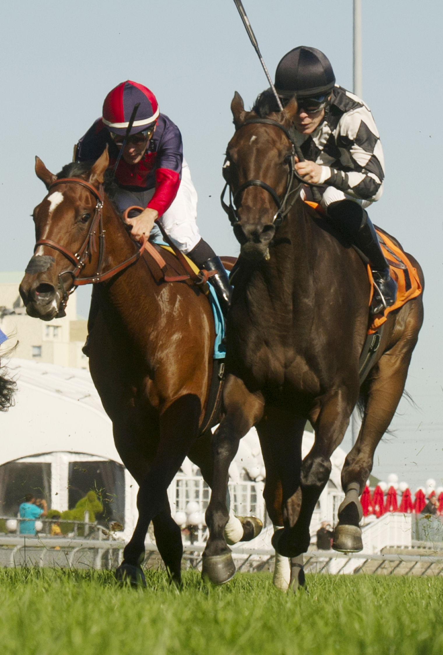 Spanish Flower finishes second to Llanarmon in the 2013 Natalma
